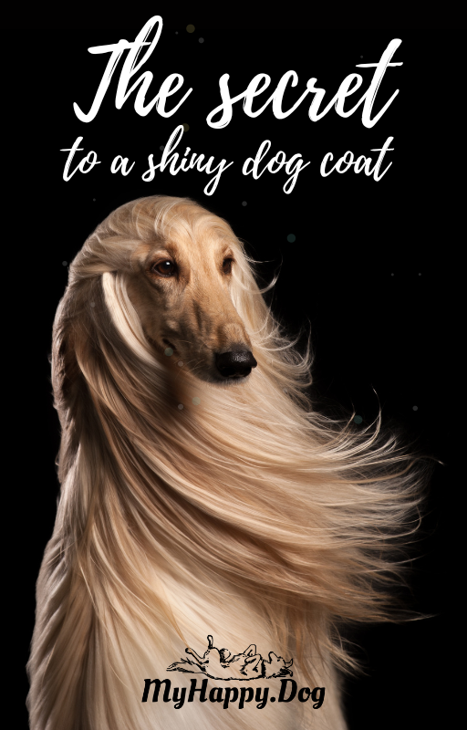 What are LickiMats and how do you use them? — MyHappy.dog