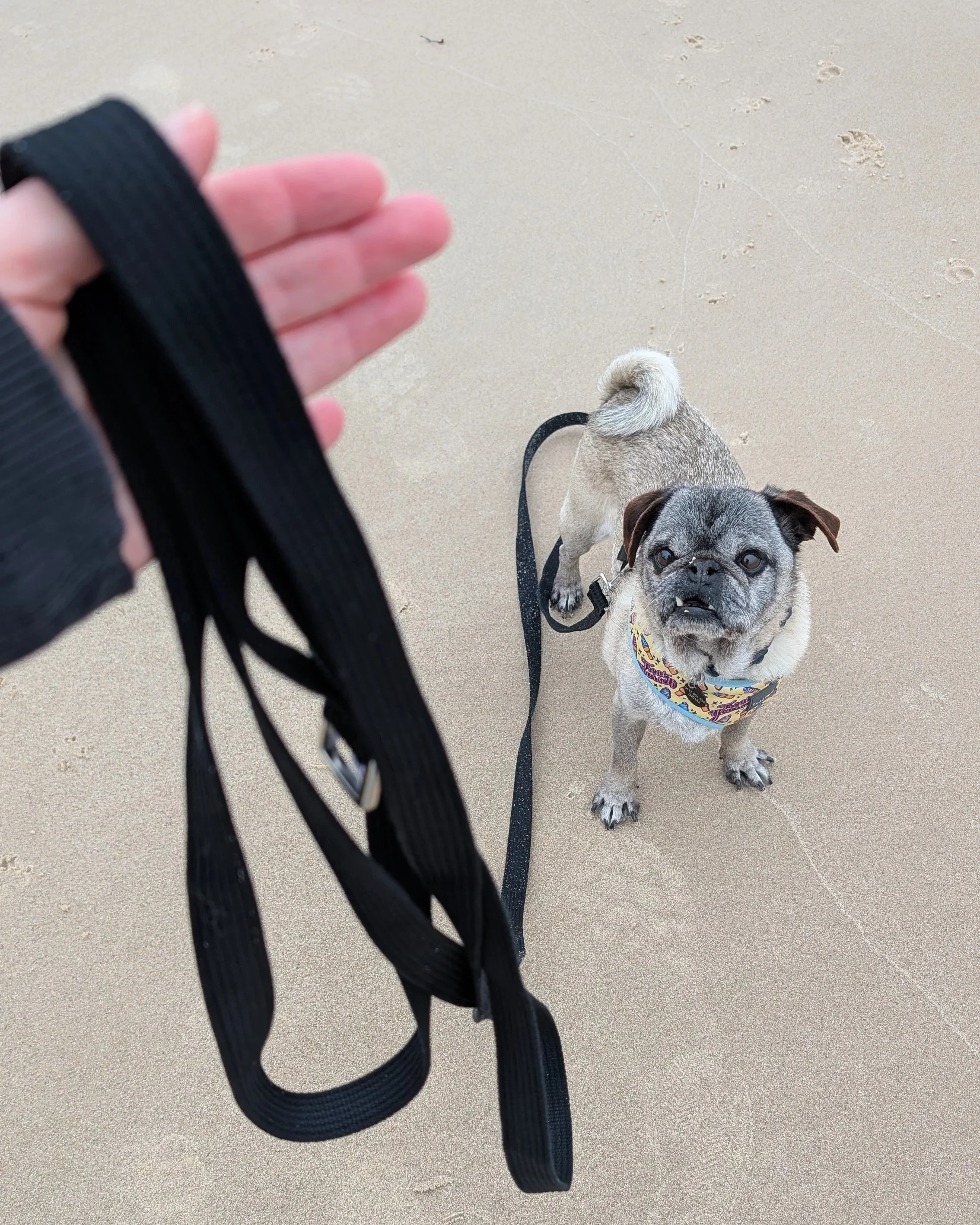 Beau Pets Long Training Lead - Black - 3m/5m/10m