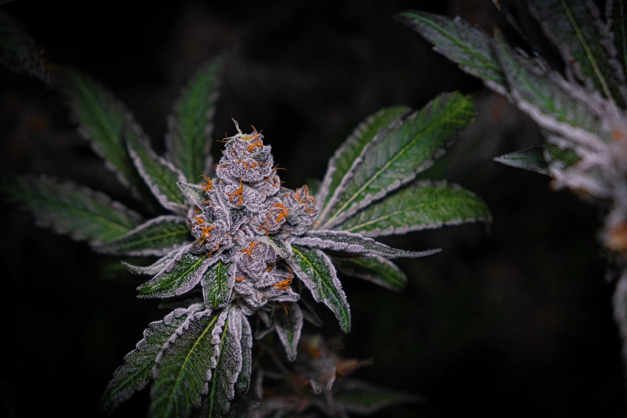 Dank Socal Premium Indoor Flower Jealousy-/-St3