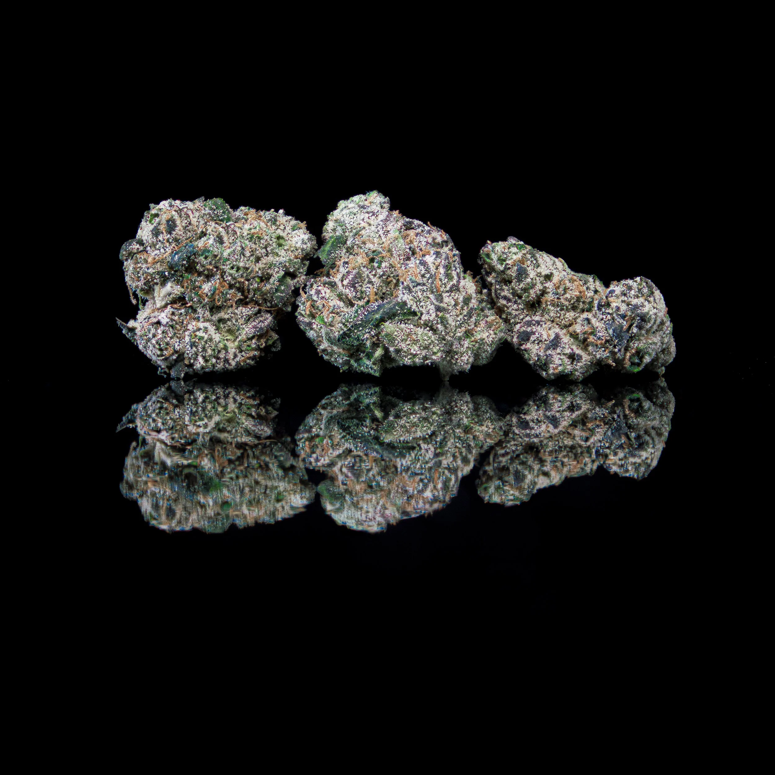 BLUE MOON PRINCESS CUT FLOWER.jpg