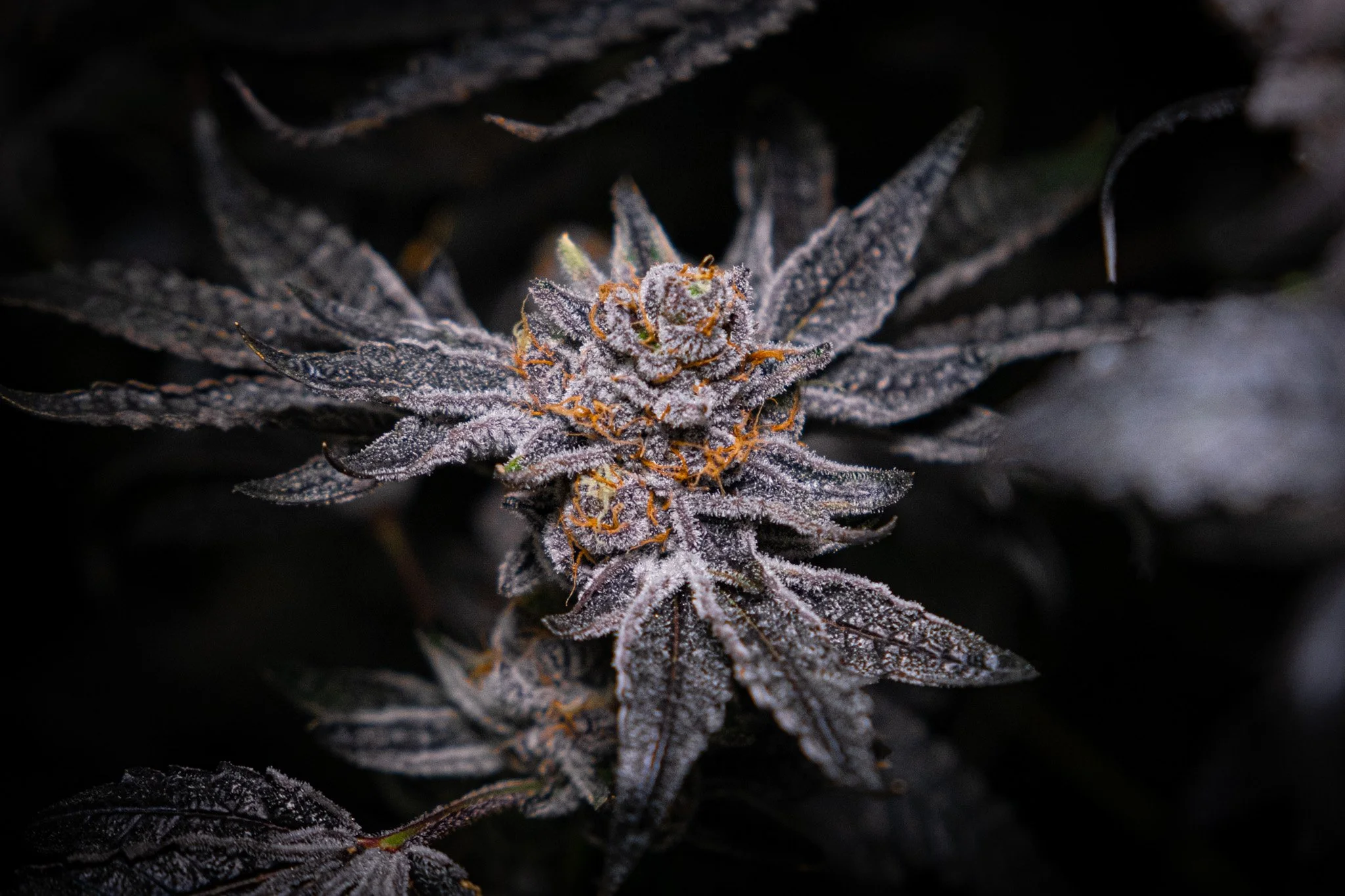 Dank Socal Premium Indoor Flower Jealousy-/-St3