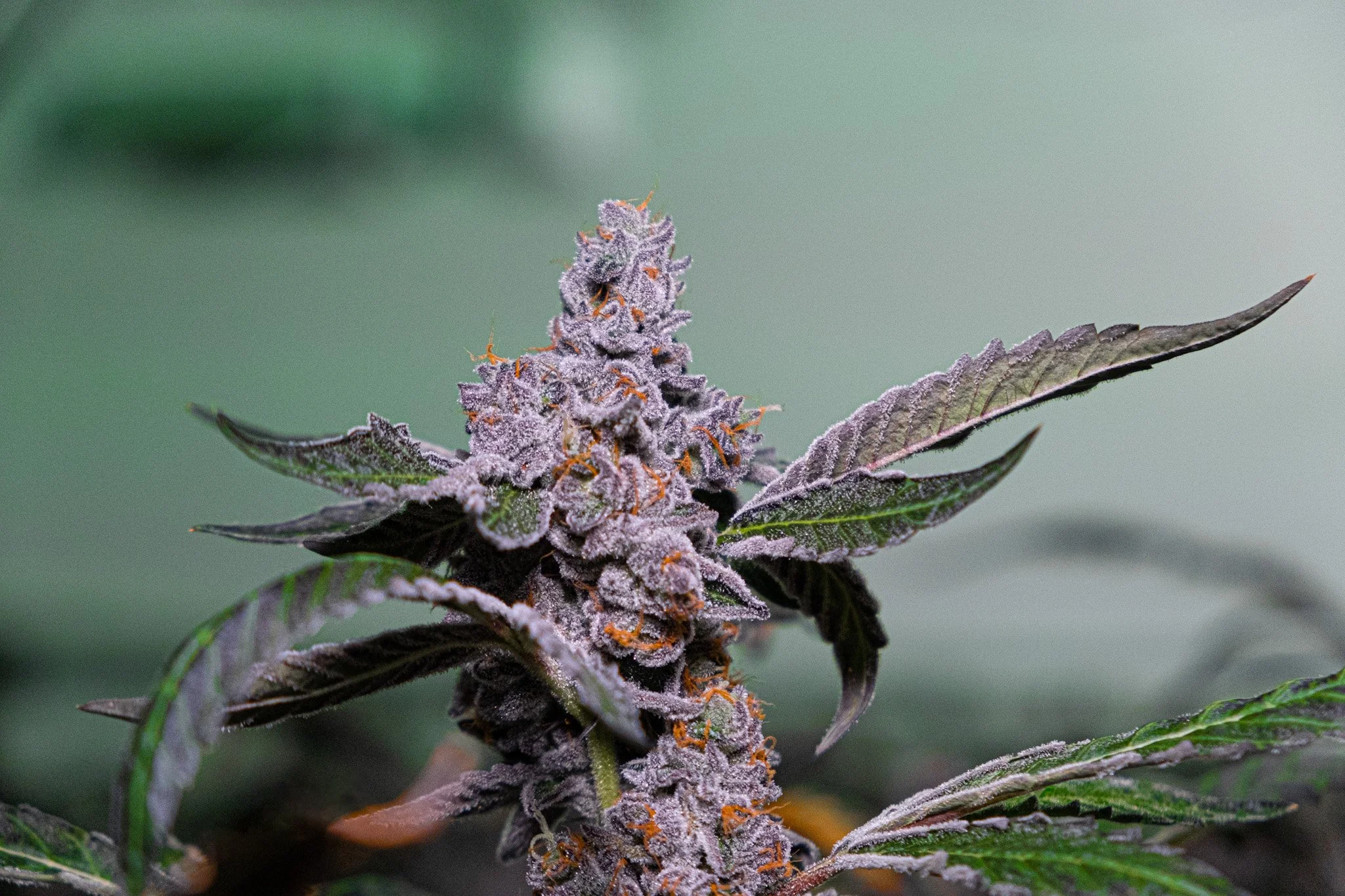 Dank Socal Premium Indoor Flower Jealousy-/-St3