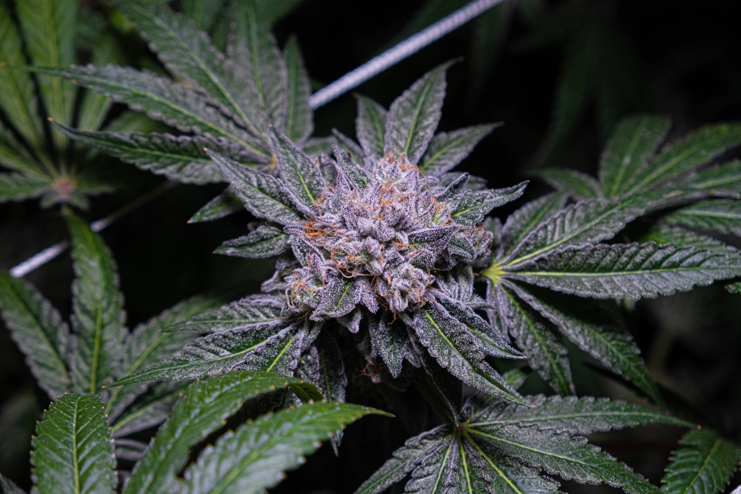 Dank Socal Premium Indoor Flower Lemon Cherry Gelato Gelato 33