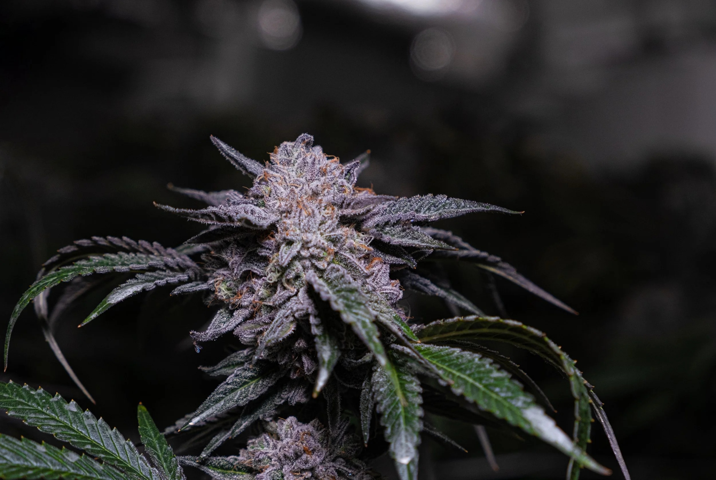 Dank Socal Premium Indoor Flower Lemon Cherry Gelato Animal Cookies