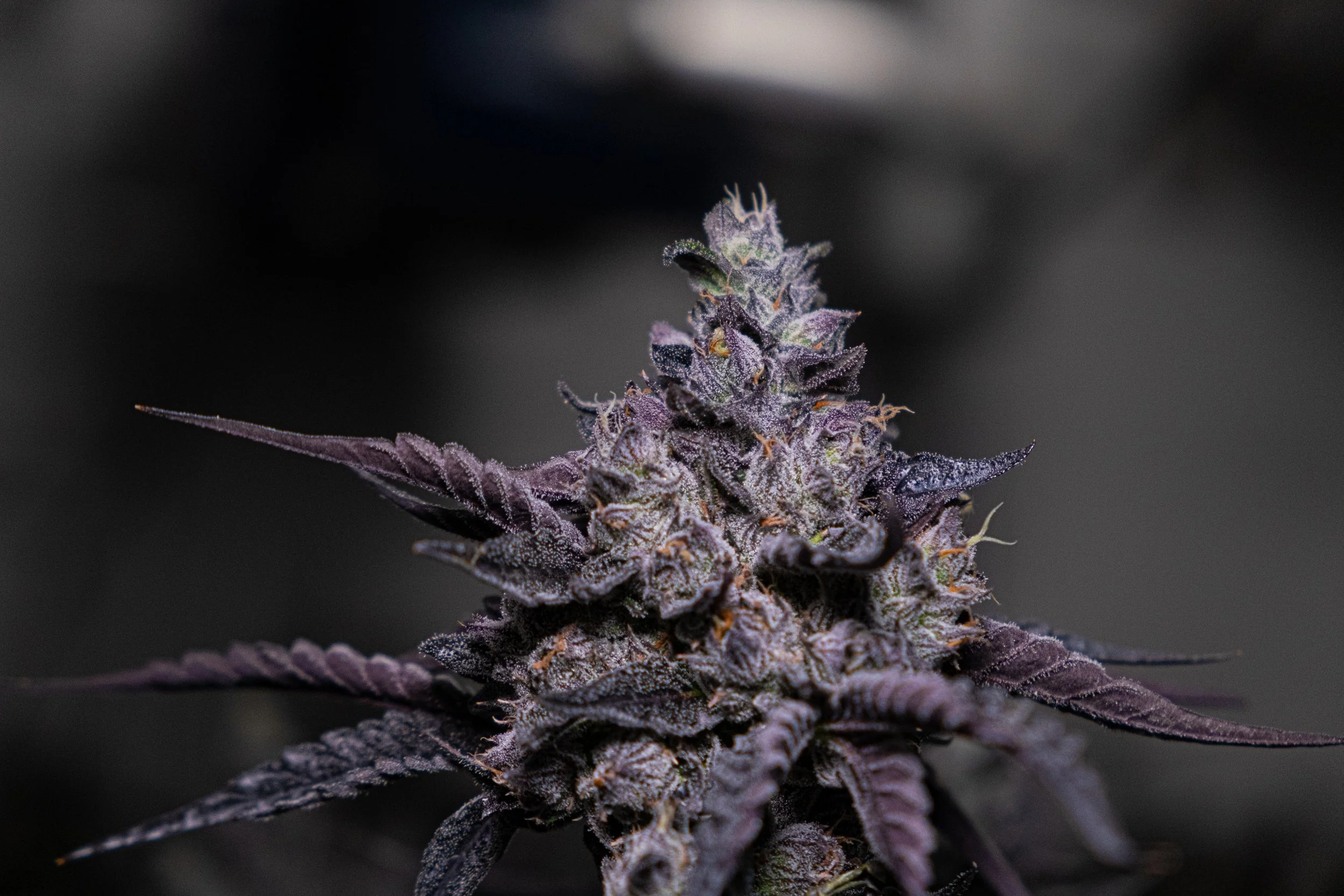Dank Socal Premium Indoor Flower Lemon Cherry Gelato Animal Cookies