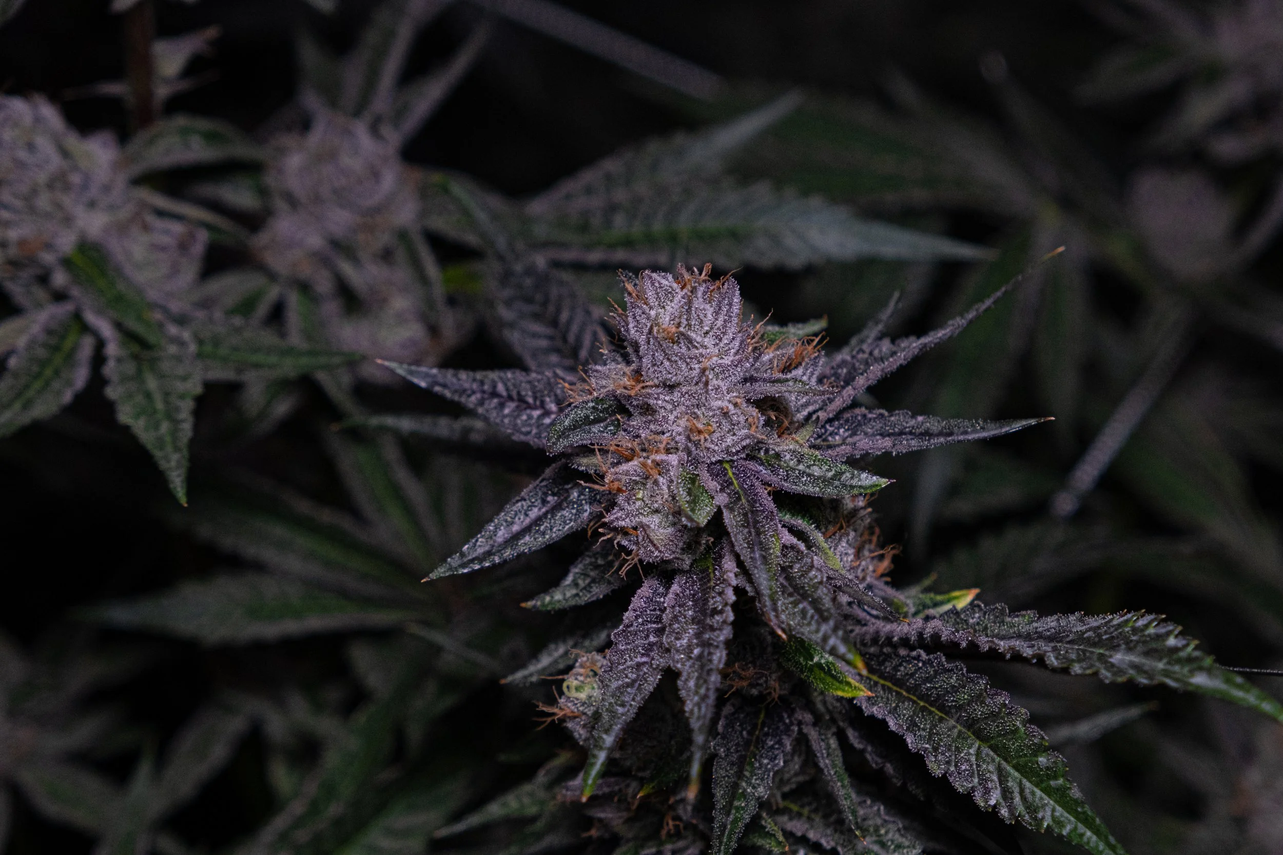 Dank Socal Premium Indoor Flower Lemon Cherry Gelato Animal Cookies