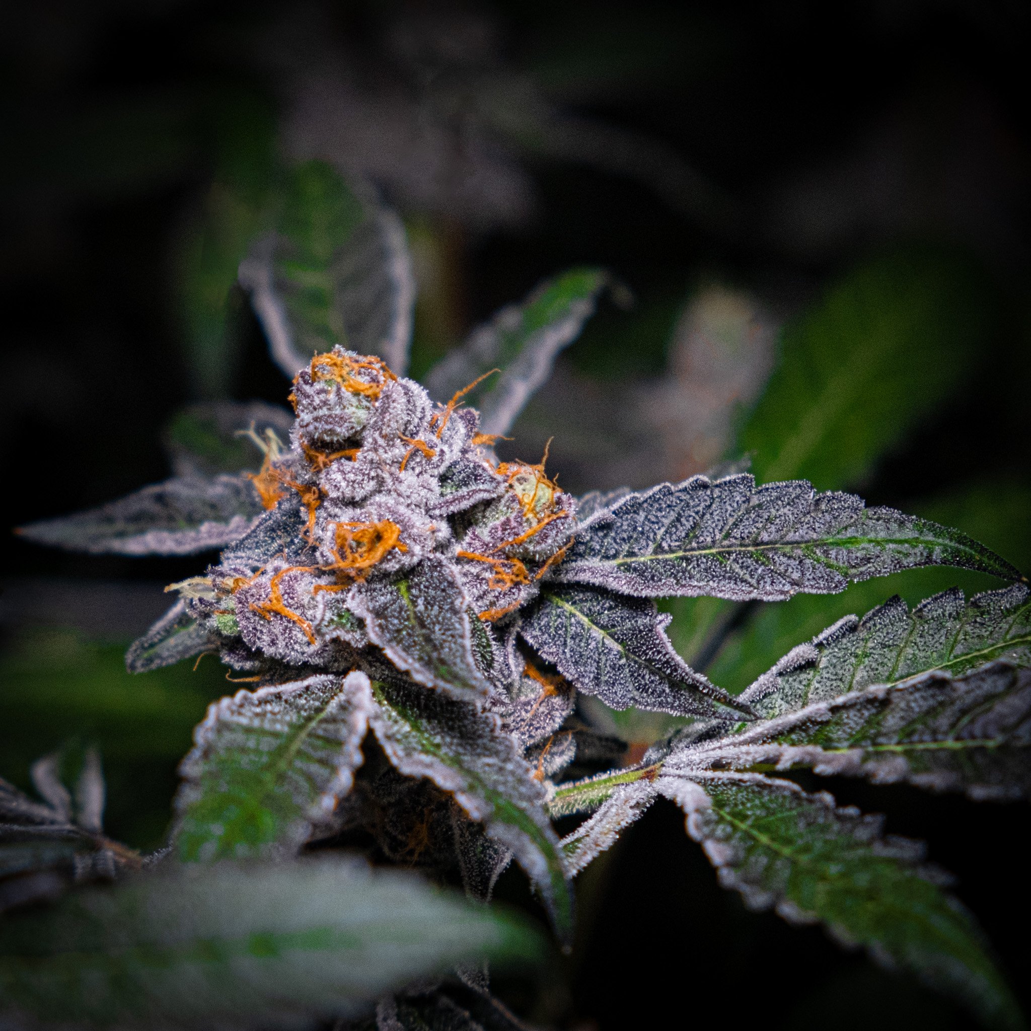 Dank Socal Premium Indoor Flower Jealousy-/-St3