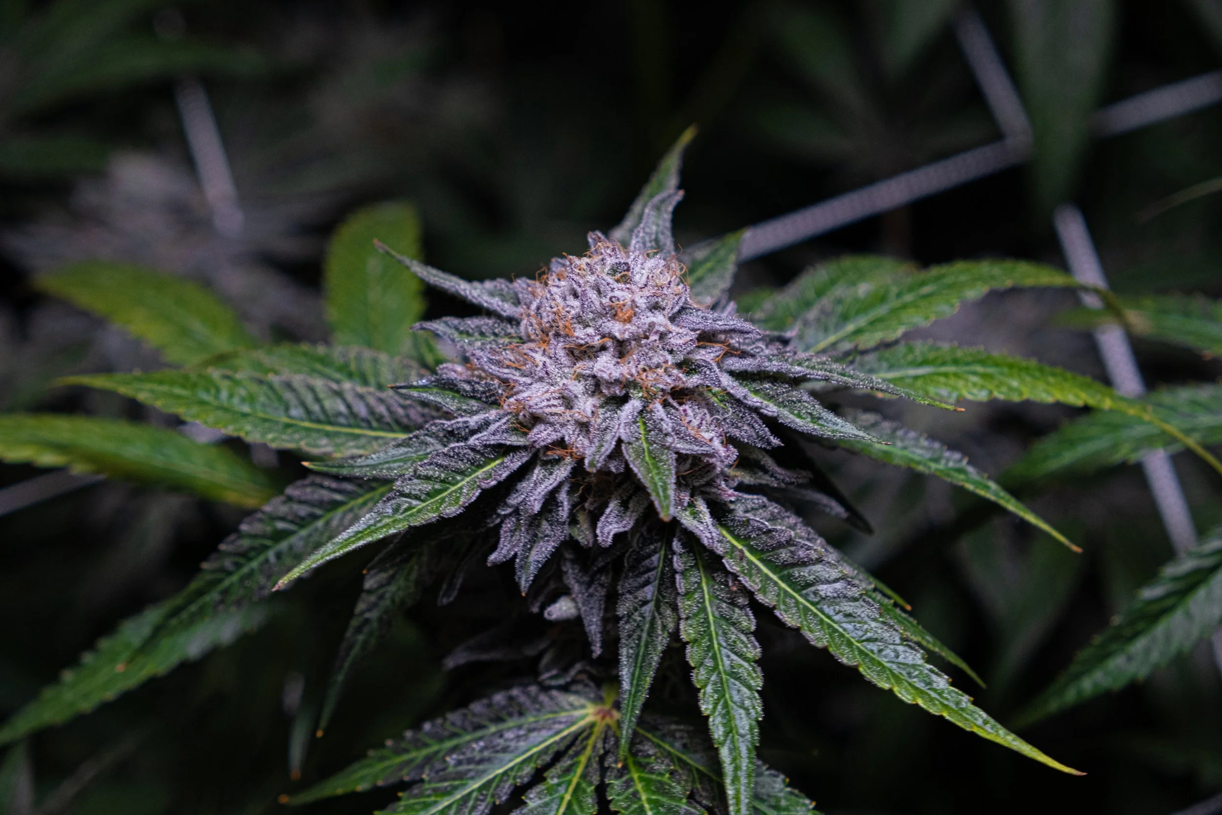 Dank Socal Premium Indoor Flower Lemon Cherry Gelato Gelato 33