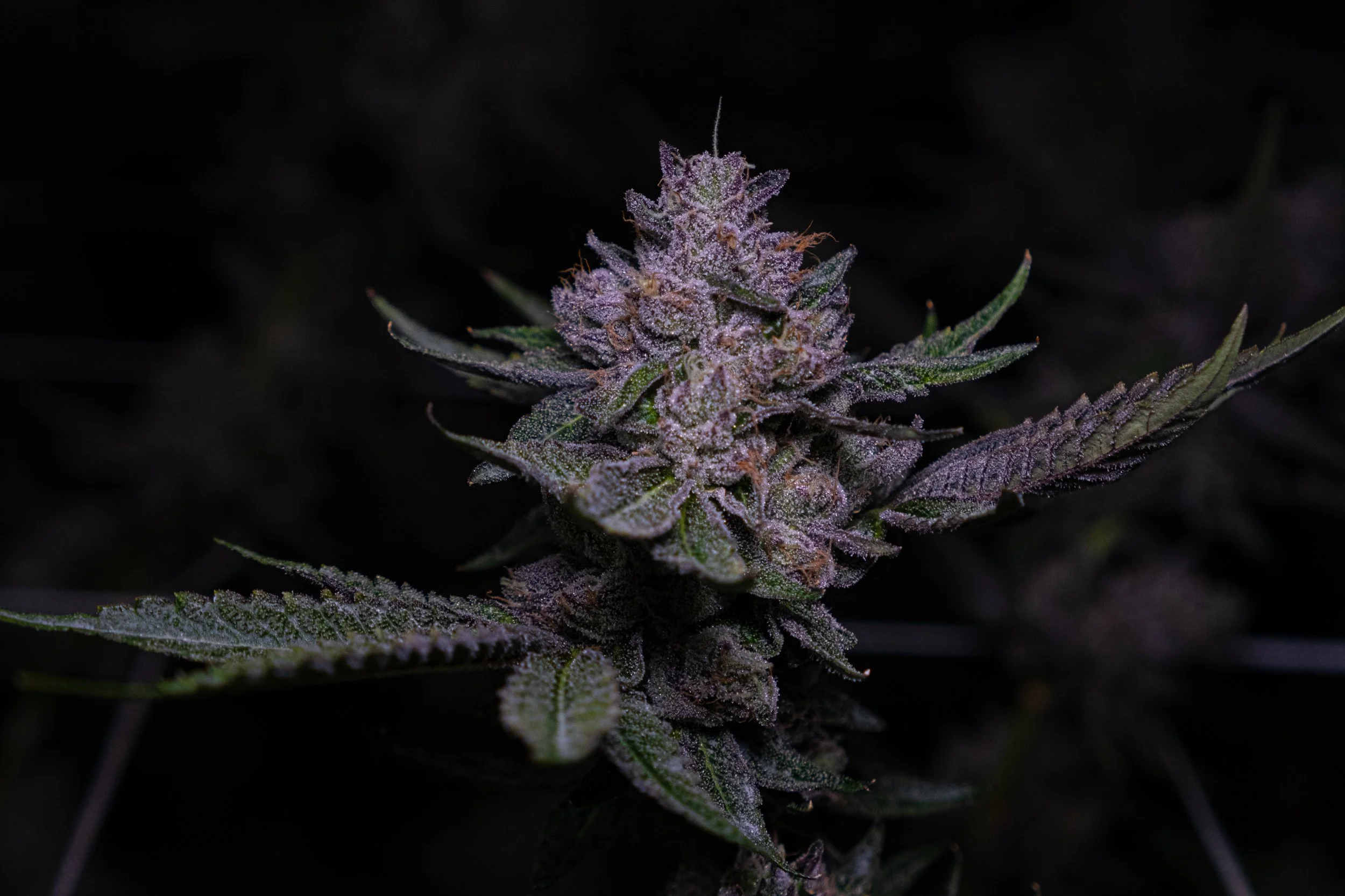 Dank Socal Premium Indoor Flower Lemon Cherry Gelato Gelato 33