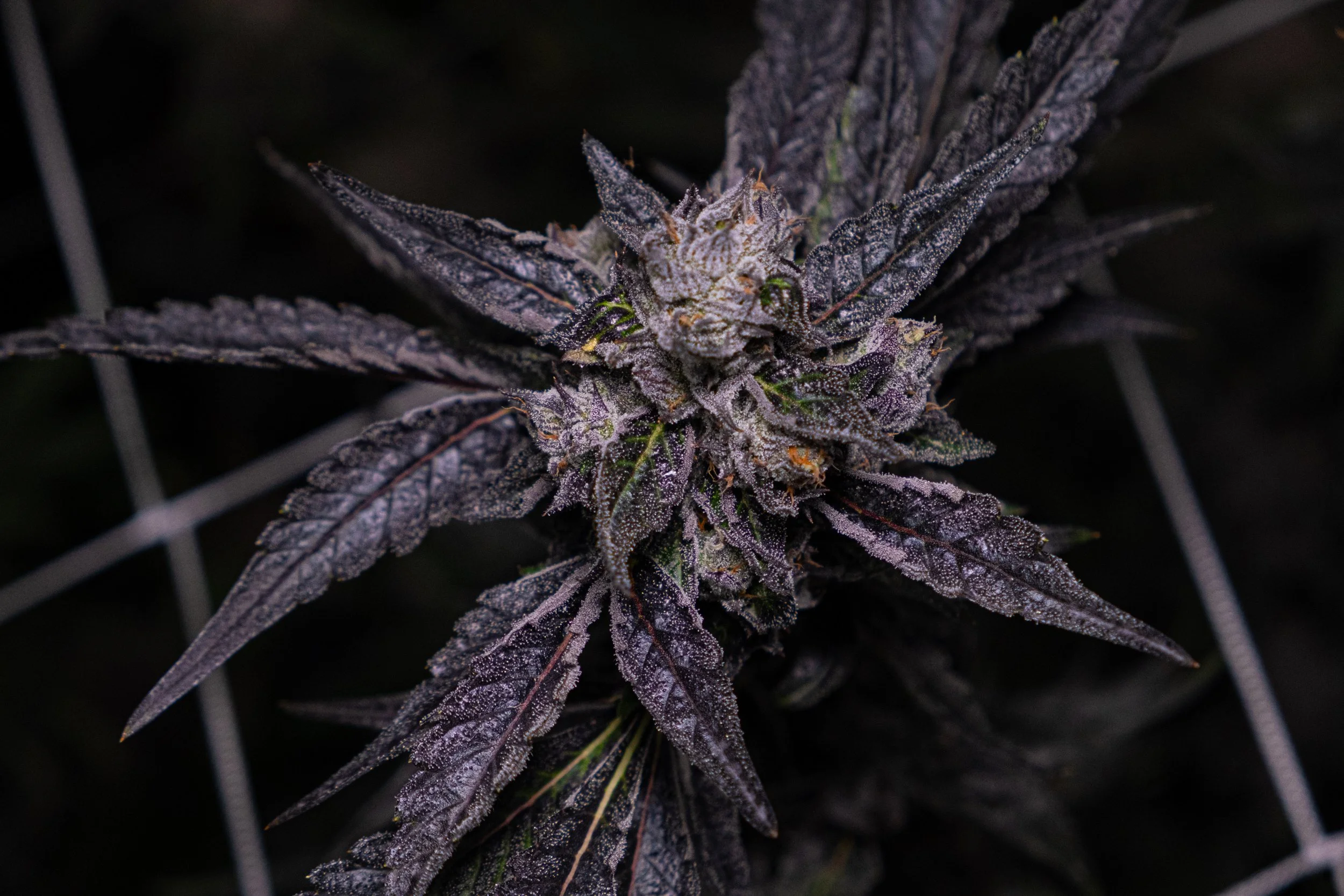 Dank Socal Premium Indoor Flower Lemon Cherry Gelato Animal Cookies