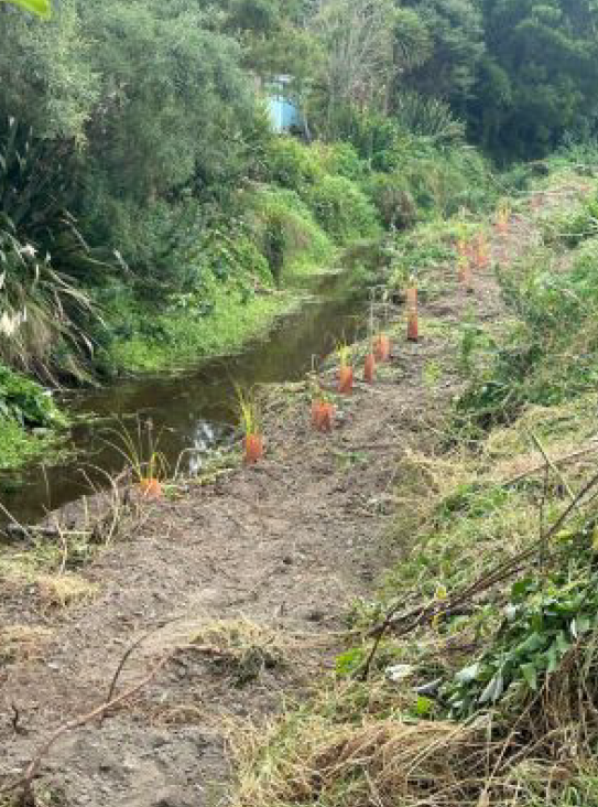 Mangapouri stream cleaning 9.png