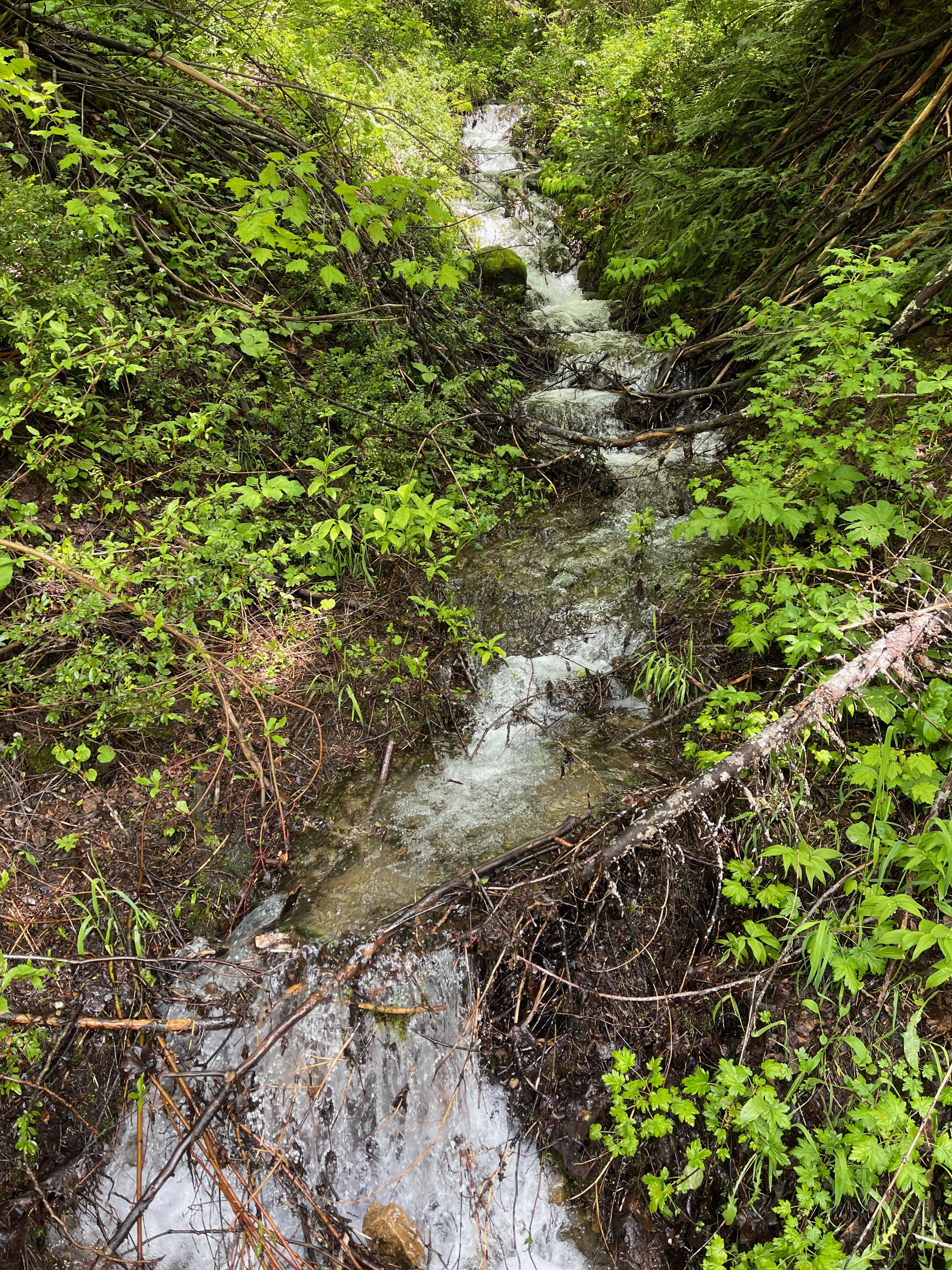 IMG_4646.jpg