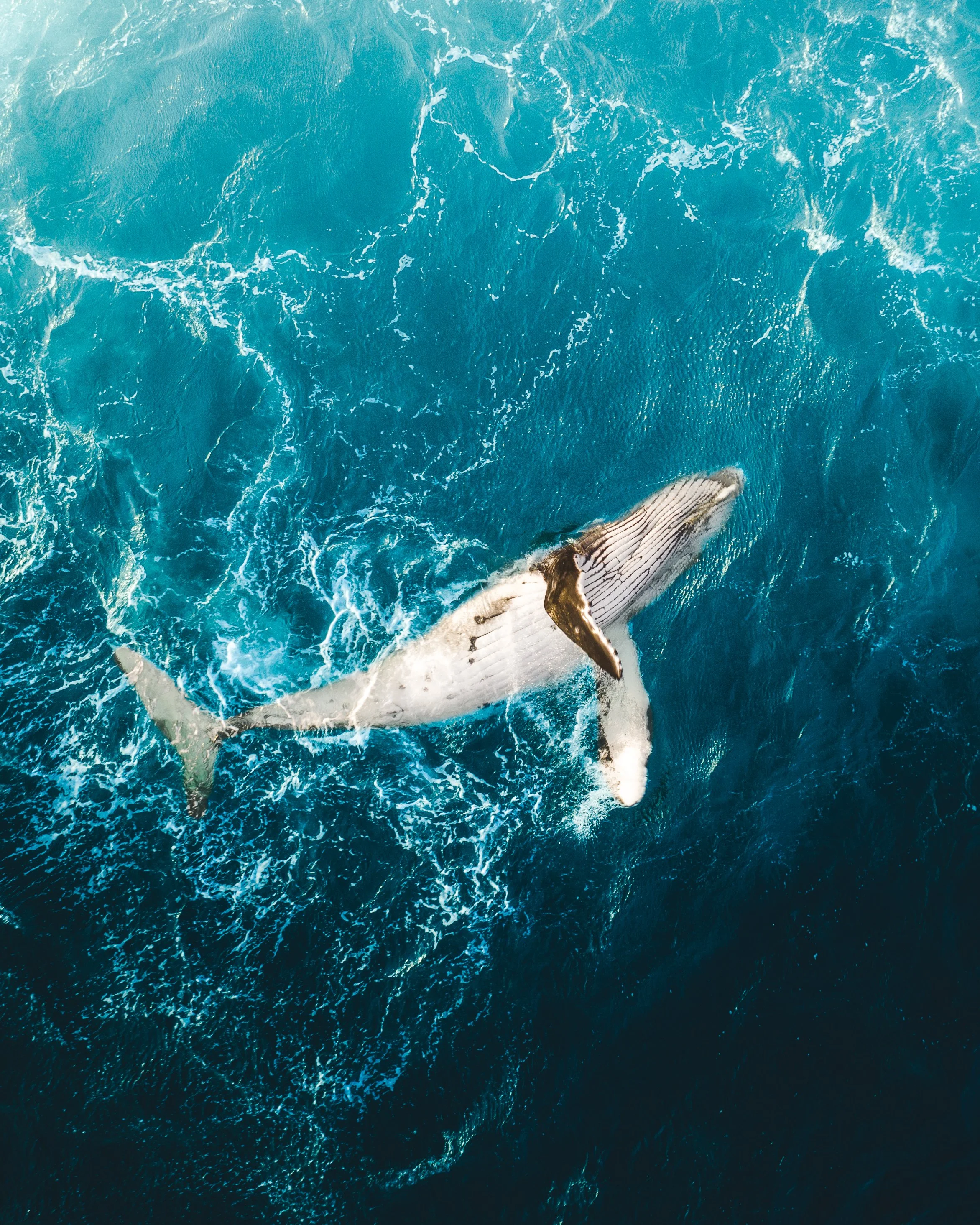 DJI_0959whale.jpg