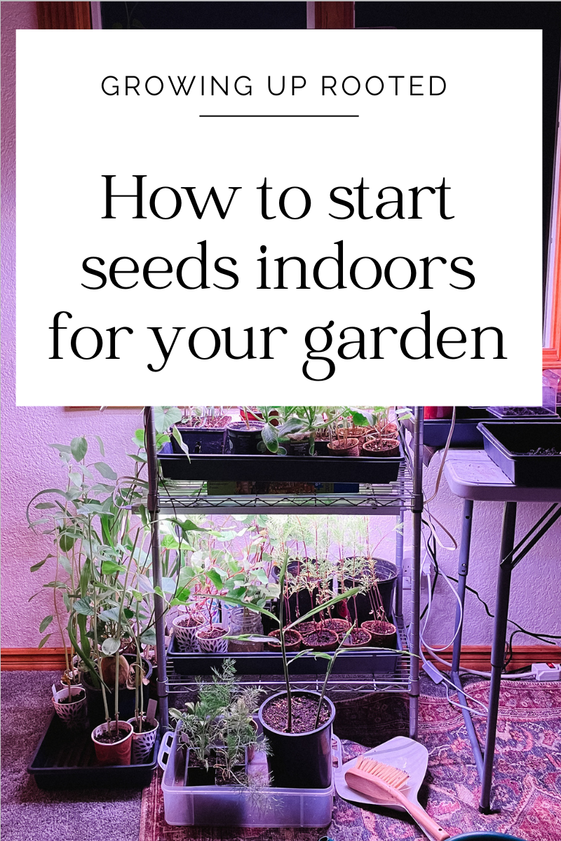 How to start seeds indoors for your garden — Growing Up Rooted