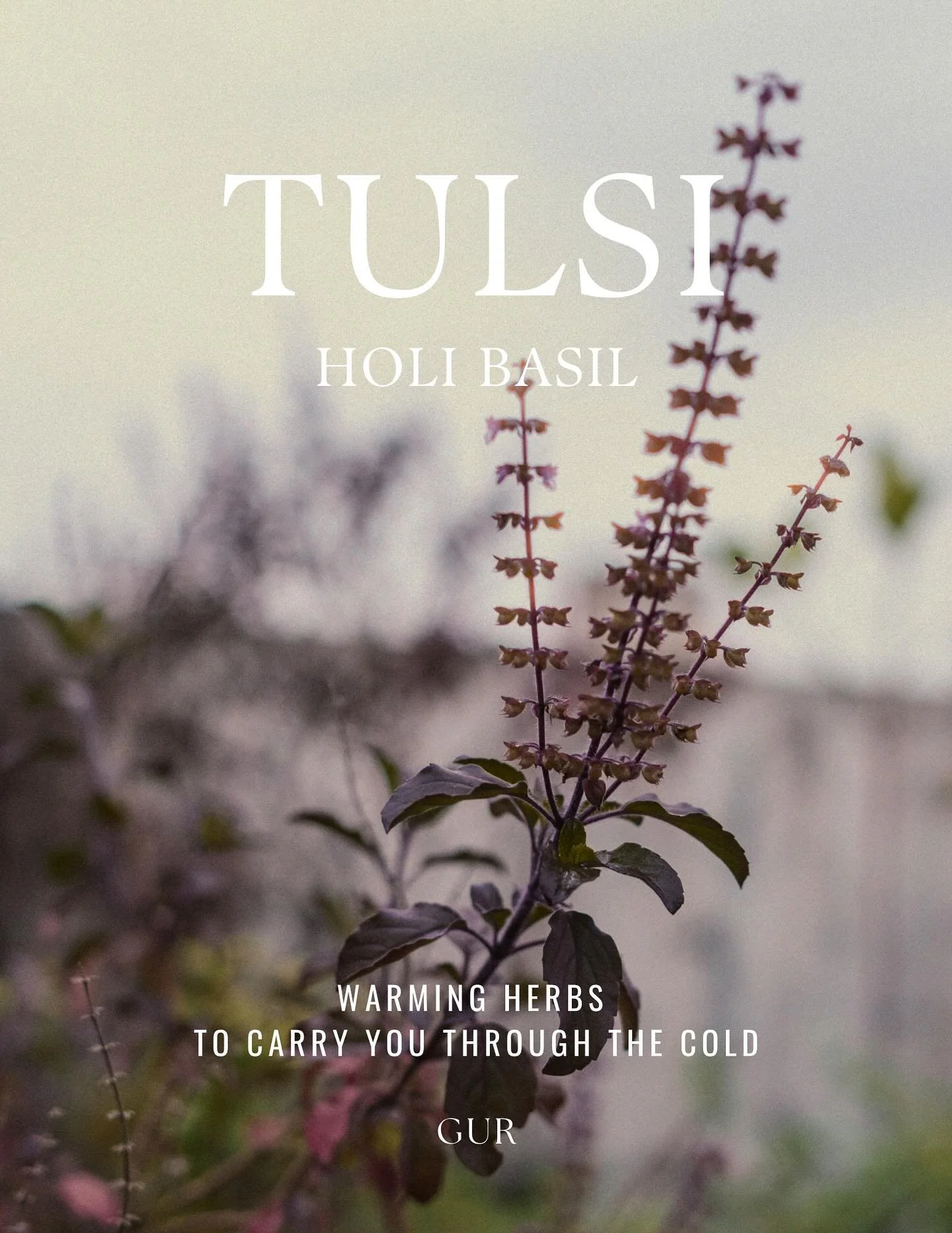 Some days my nervous system feels so weary &mdash; like there&rsquo;s too much world and not enough breath.
That&rsquo;s when I reach for Tulsi.

She enters the body with fragrant generosity,
filling every space with steadiness and soft clarity.
A tr