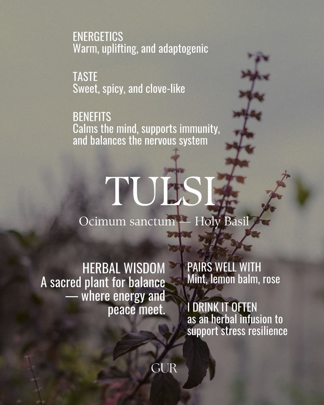 Warming herbs for the cold season 🌿
Tulsi &mdash; calm, clear, restorative.
A tonic for heart and spirit.