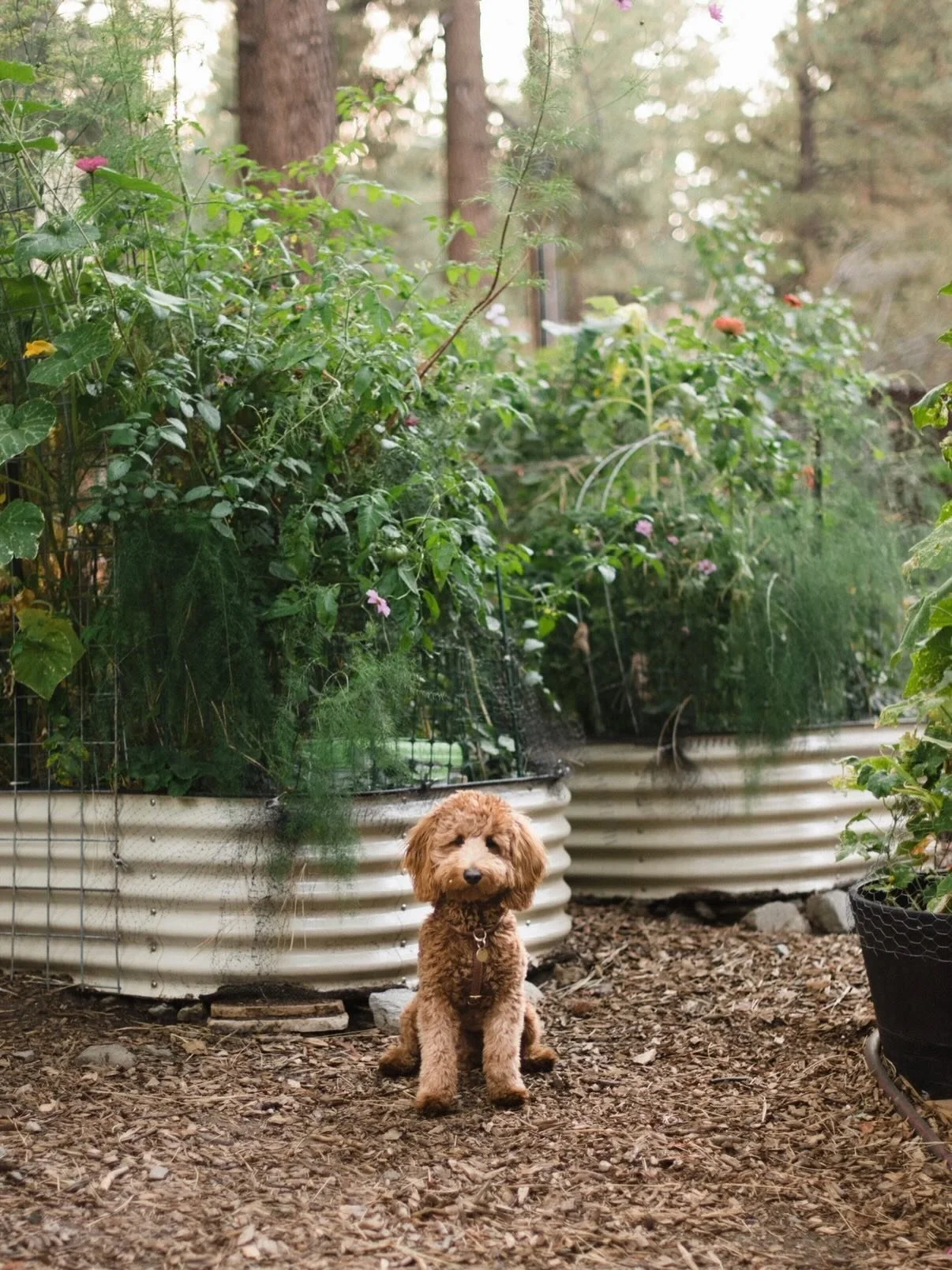 I&rsquo;m grieving the loss of my sweet dog, Bowie.

Bowie was my buddy. We did everything together&mdash;mornings, gardening, snuggling in the evenings. He was anchored to me and I loved spending every day with him. He was such a good, sweet boy. 

