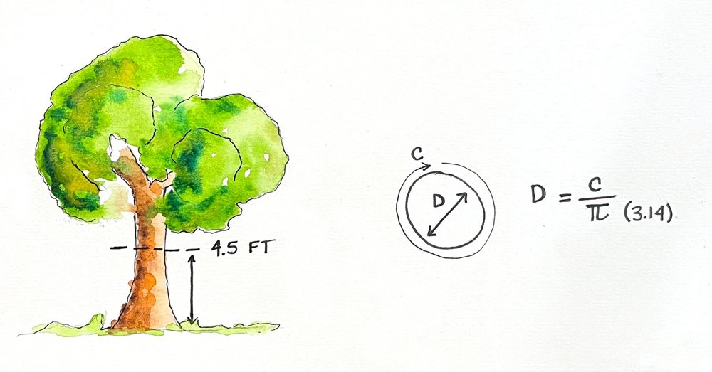 Math in the Garden Measuring Trees — Growing Up Rooted