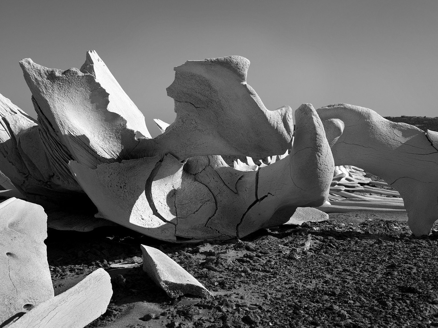 Desert Ice Skull.jpg