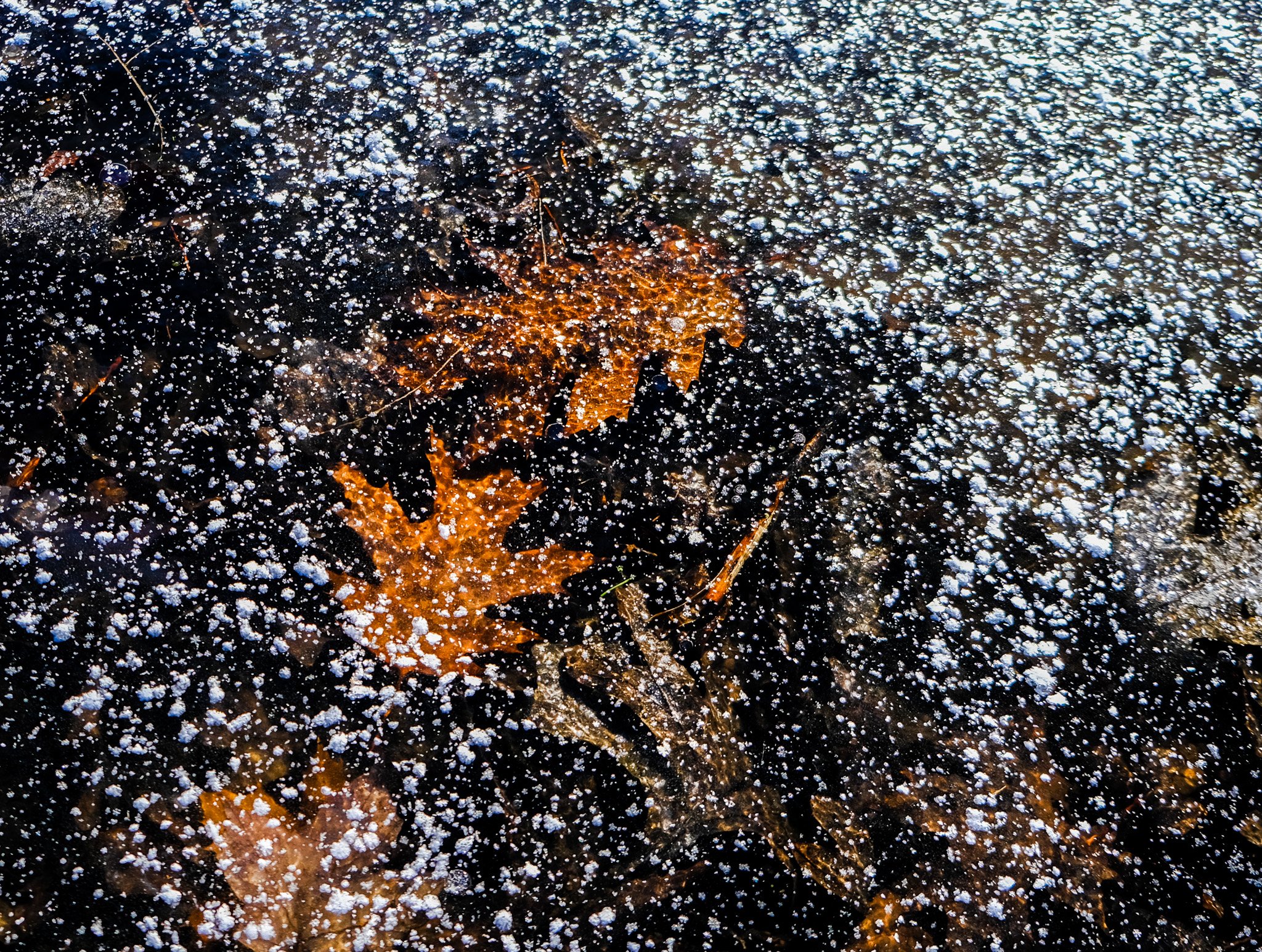 _DSF8131.jpg