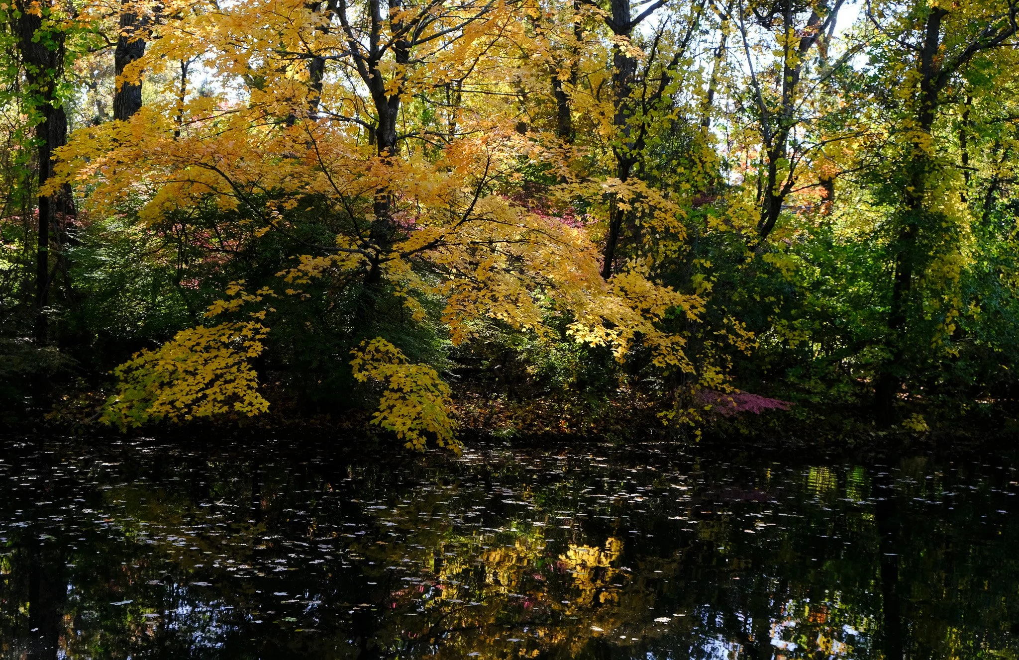 Leaf Peeping in Lake Bluff 