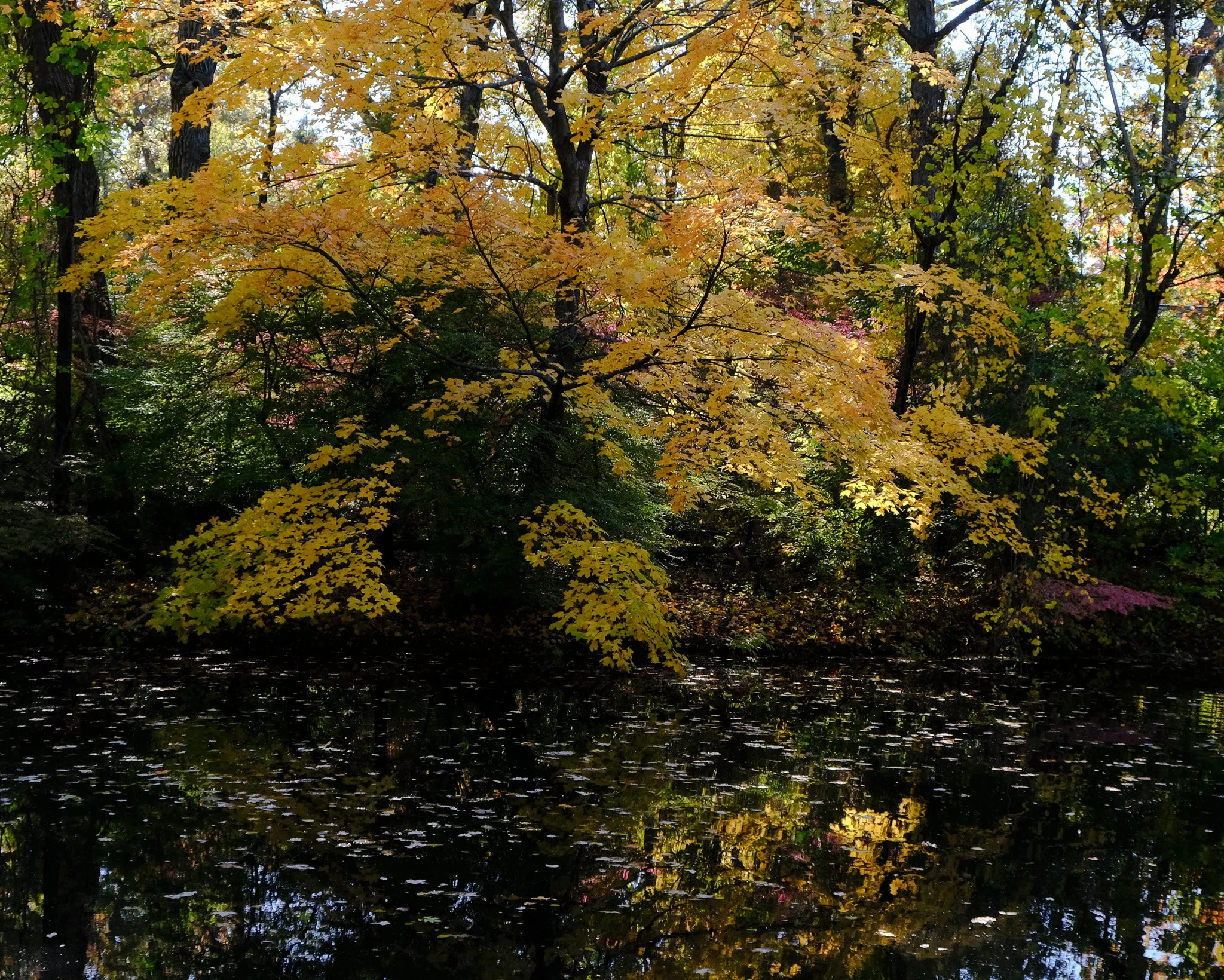 Autumn’s Delight