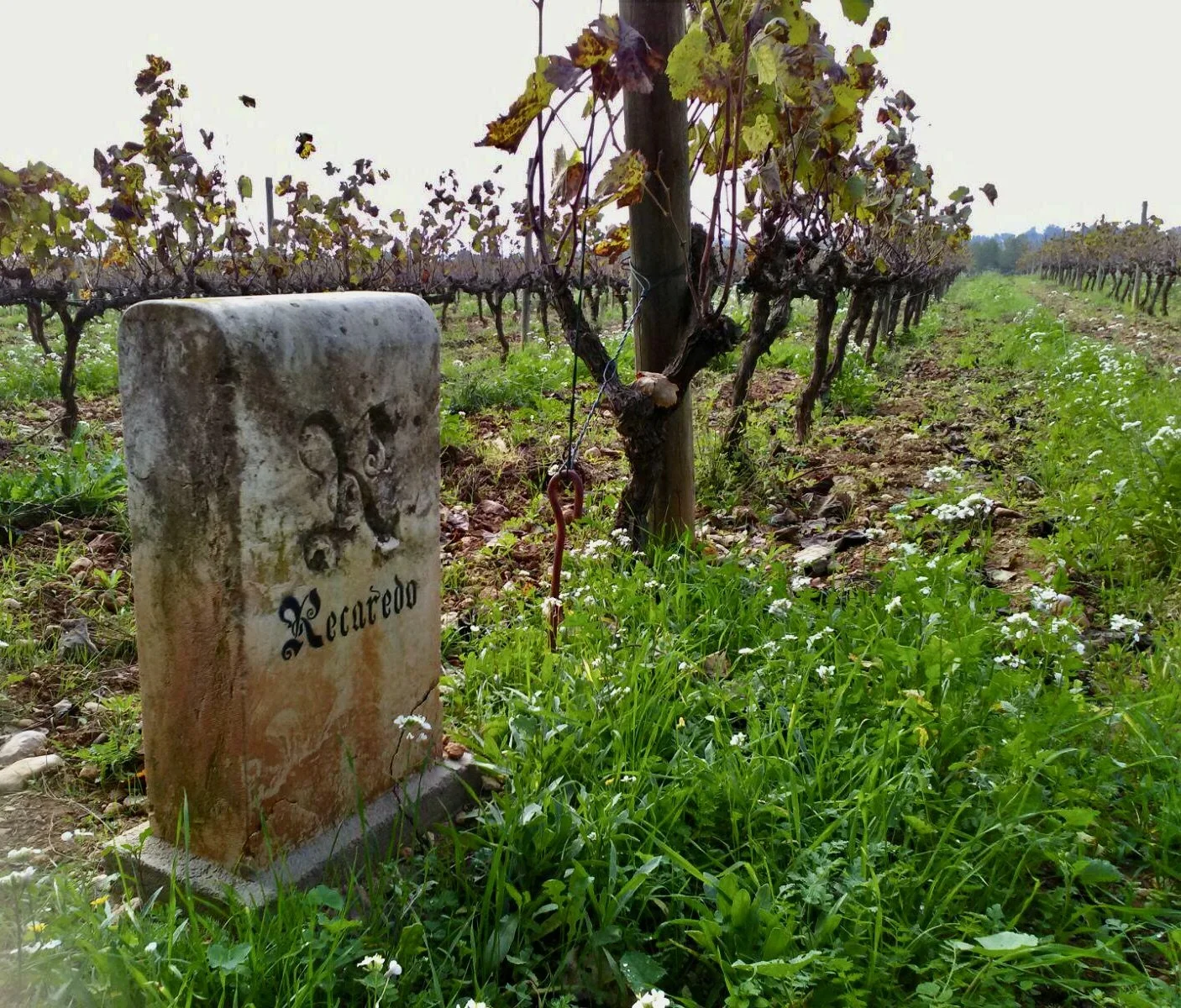 Biodynamic Farming in Penedes