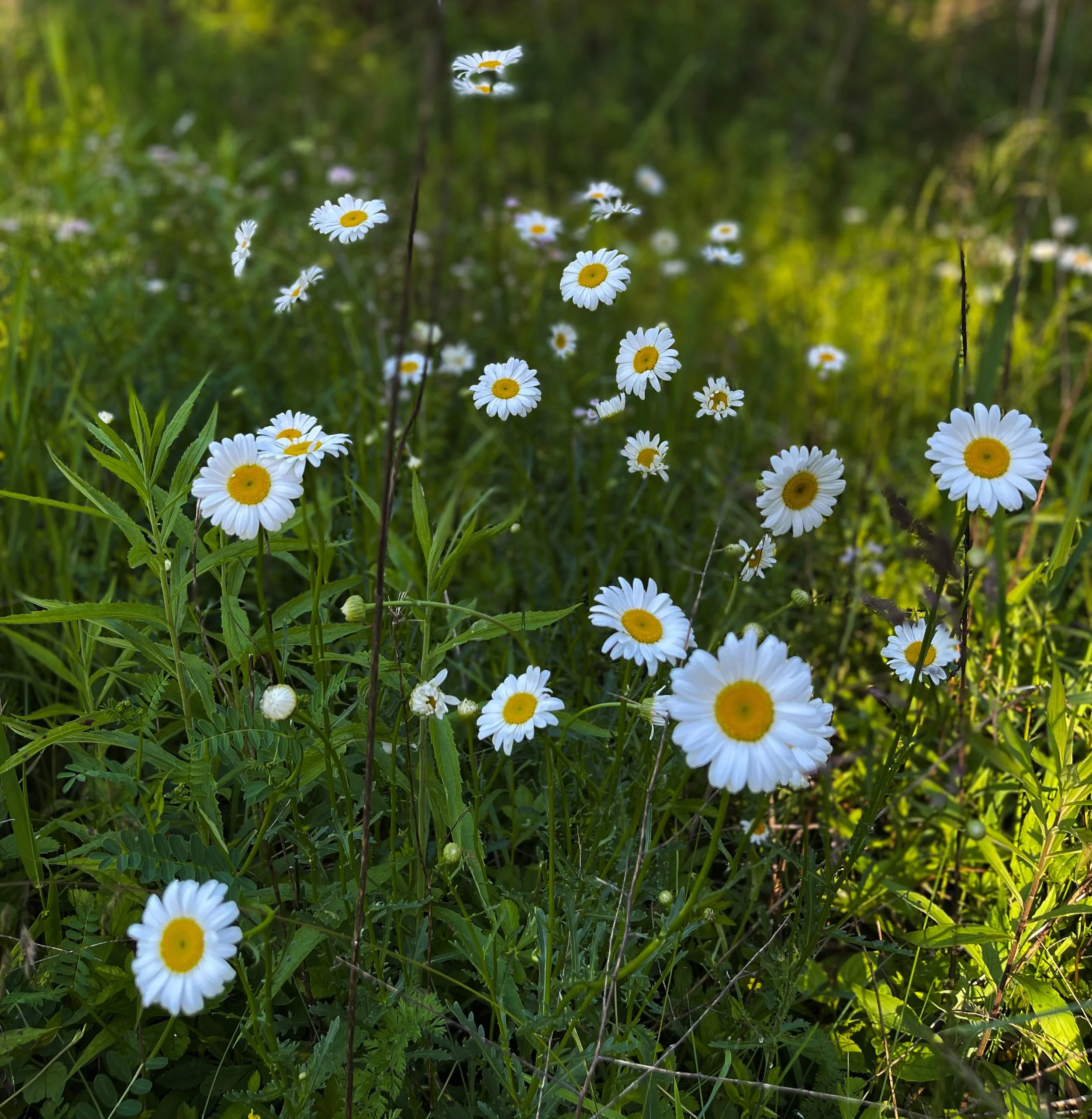 Finding Backyards as Paradise