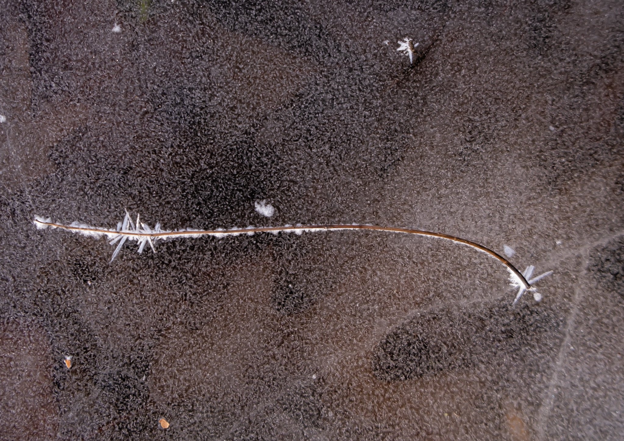 _DSF8179.jpg