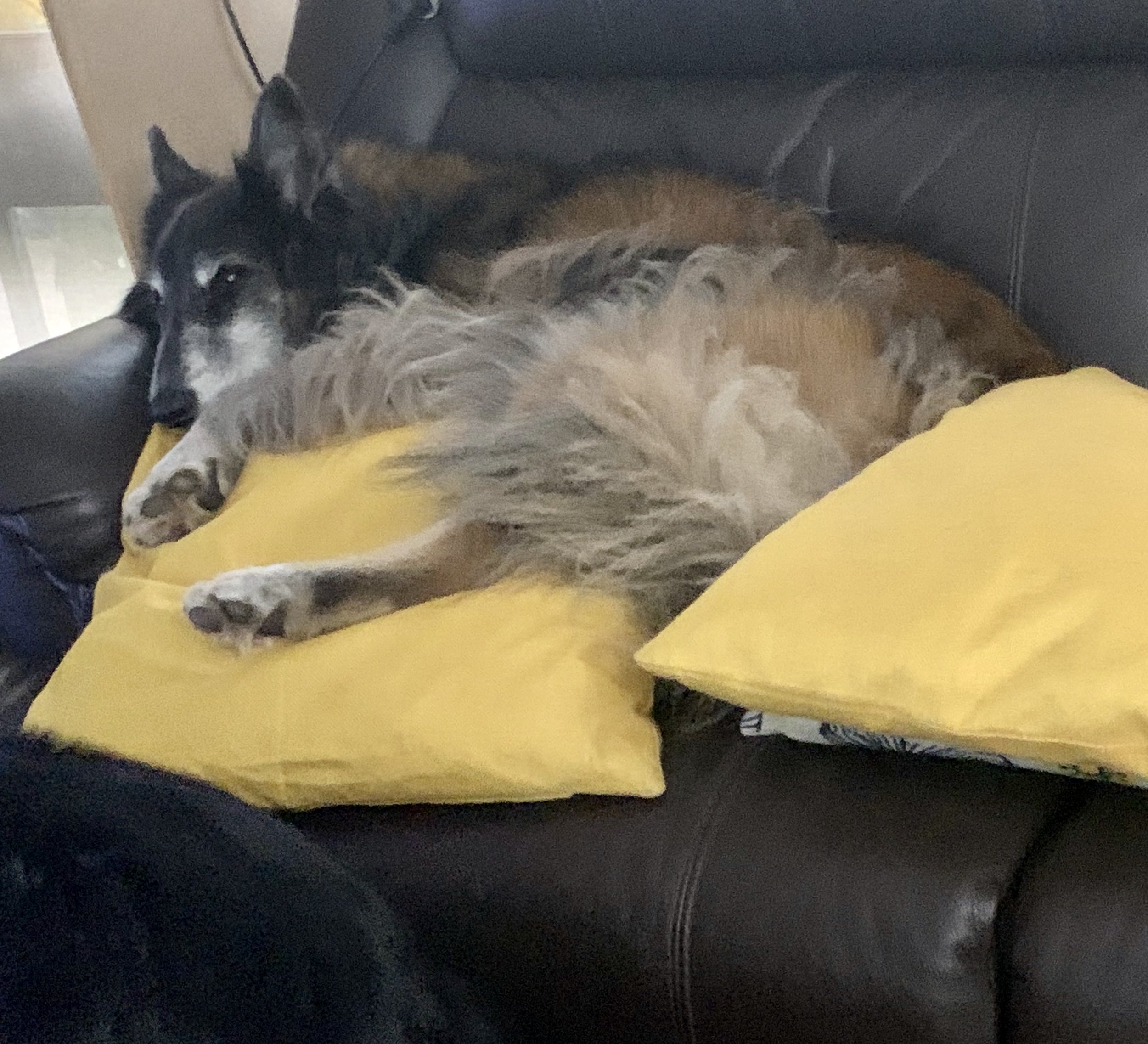 An older Slander at rest on the lounge, snuggled among cushions.