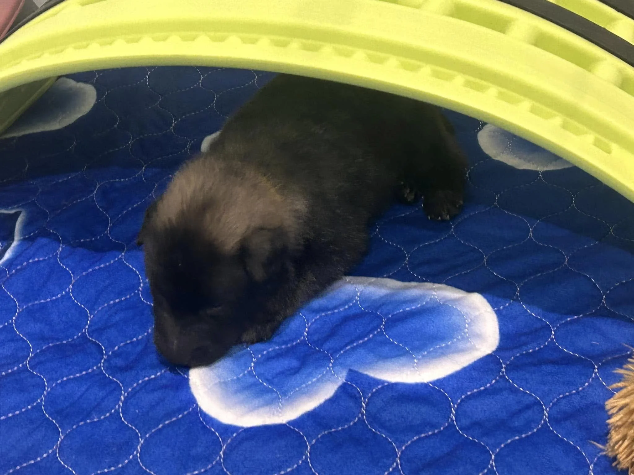 Belgian Shepherd Puppy Groenendael