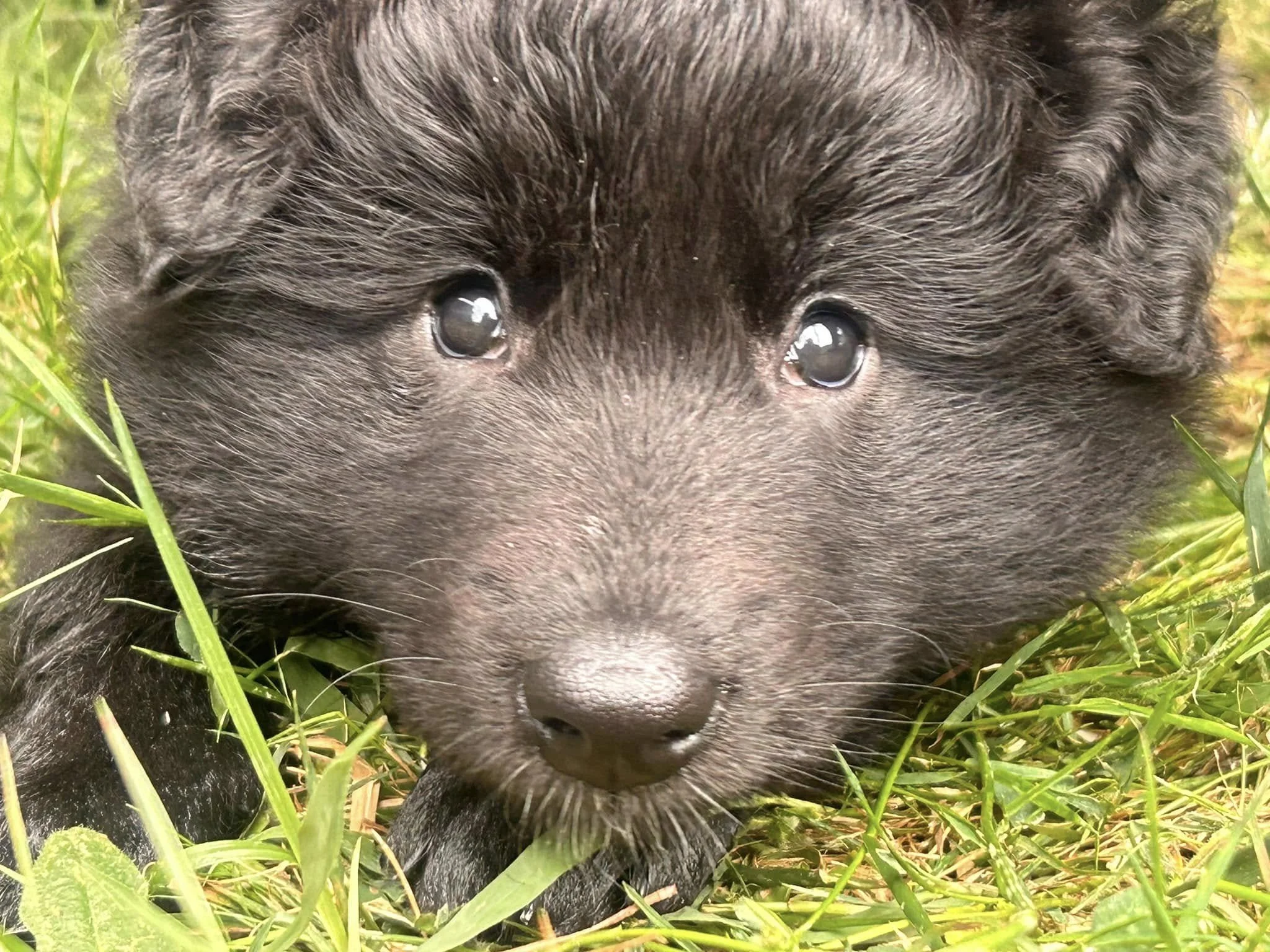 Belgian Shepherd Puppy Groenendael