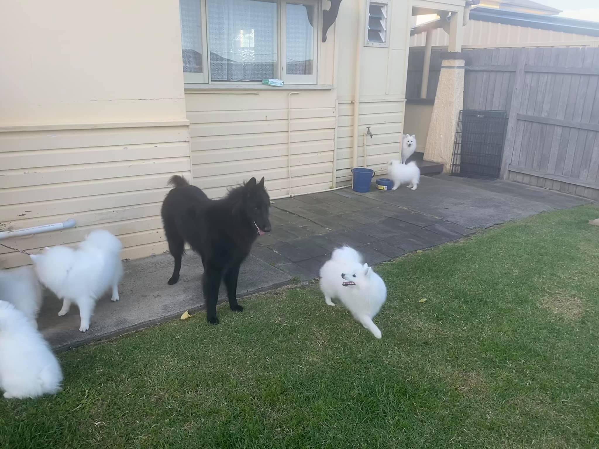 On holiday with a friends Japanese Spitz