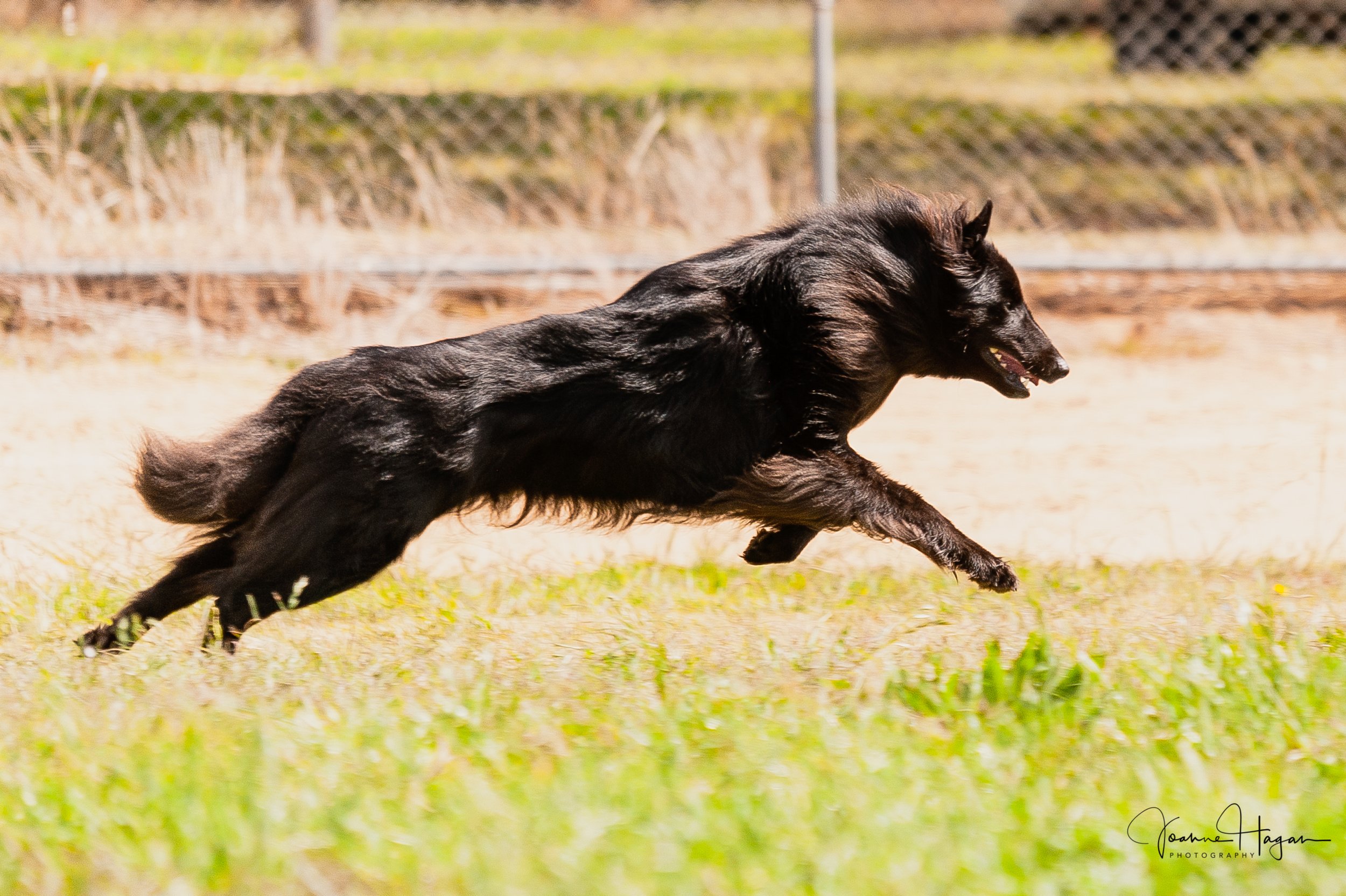 Lure Coursing