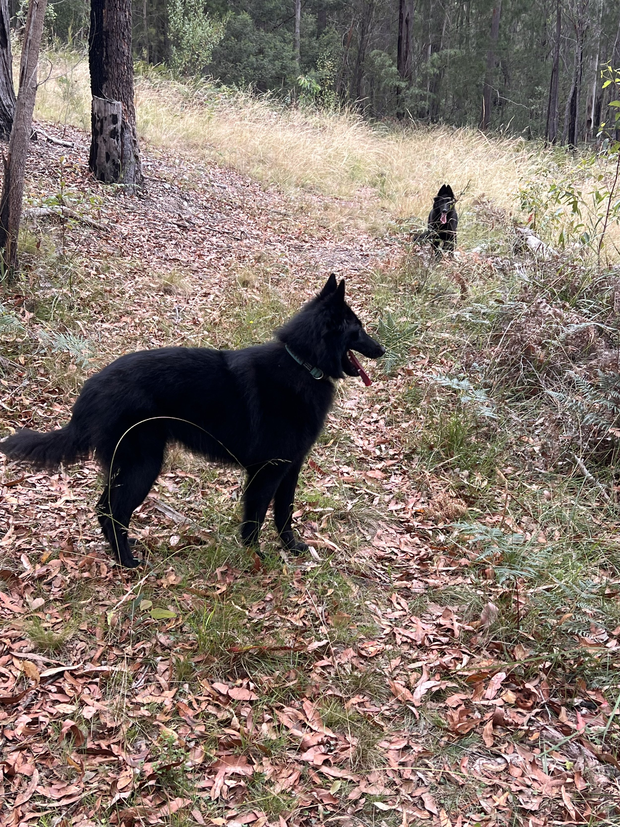 Maddie on an Aussie forest walk 