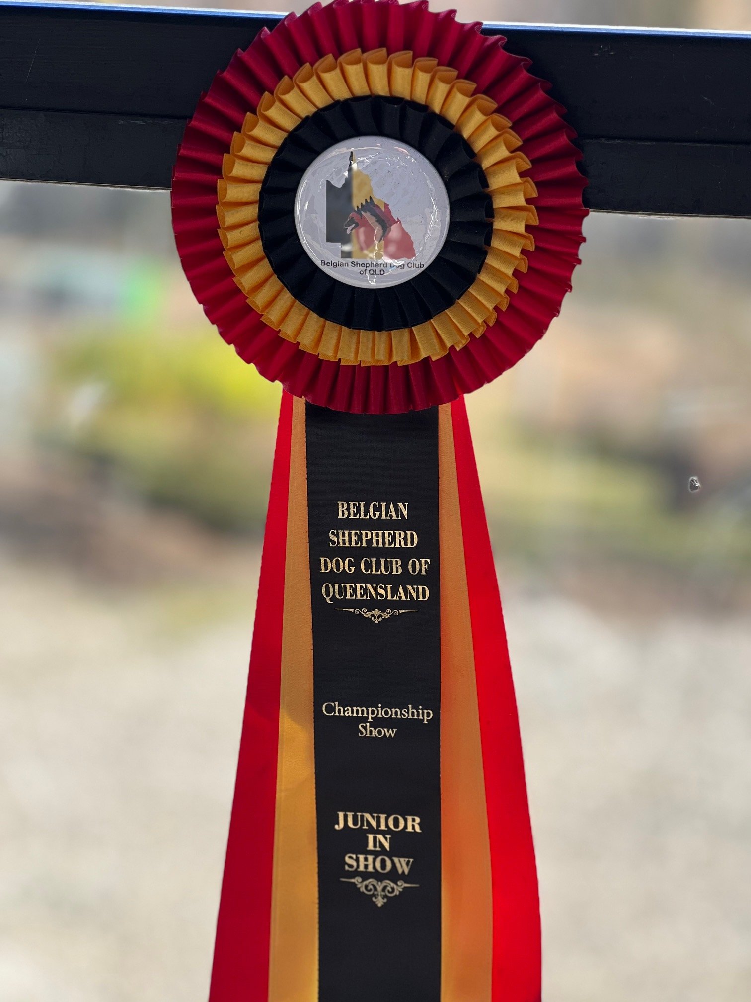 The Best Junior in Show rosette that was won by Maddie
