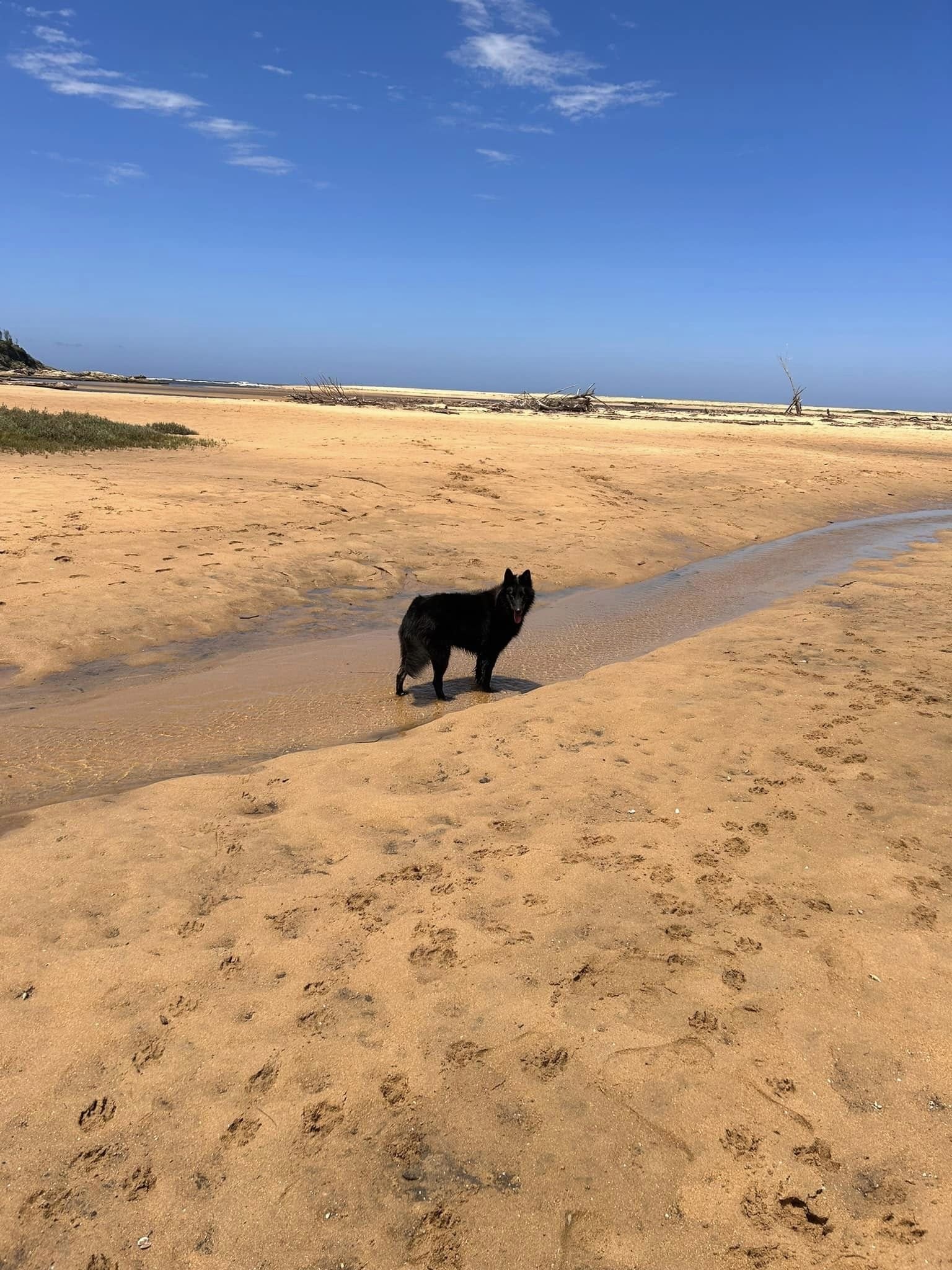 Maddie exploring a local beach