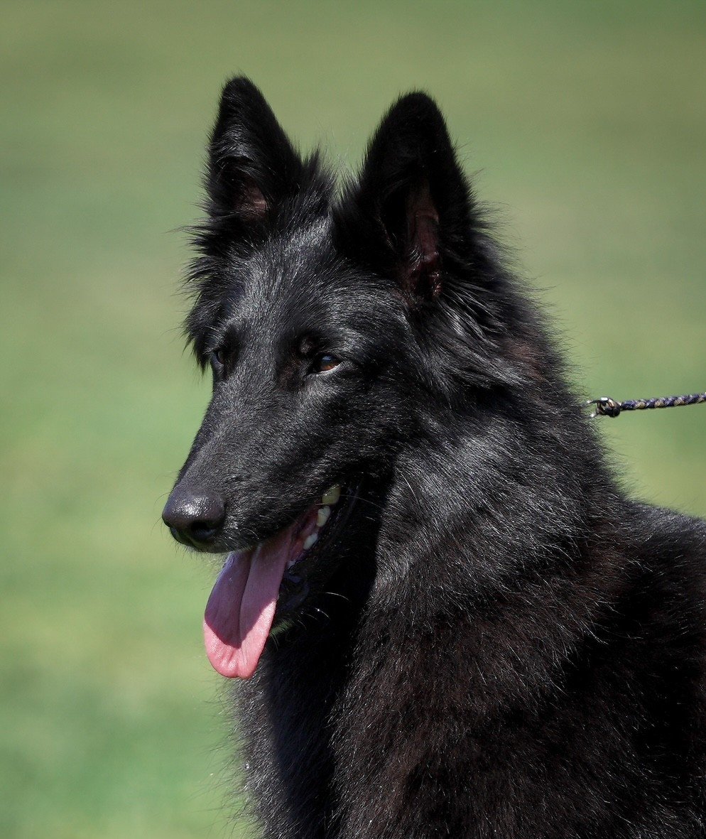 Maddie Belgian Shepherd