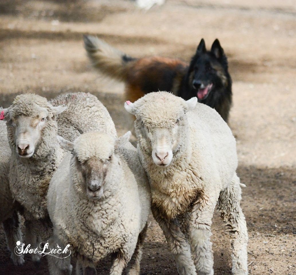 Slander at a herding competition in Queensland