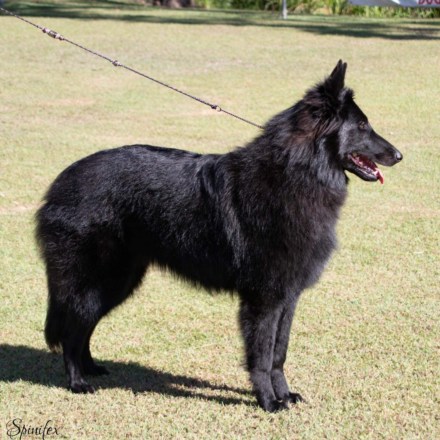 Belgian Shepherd Bel Belgian Shepherd Bel