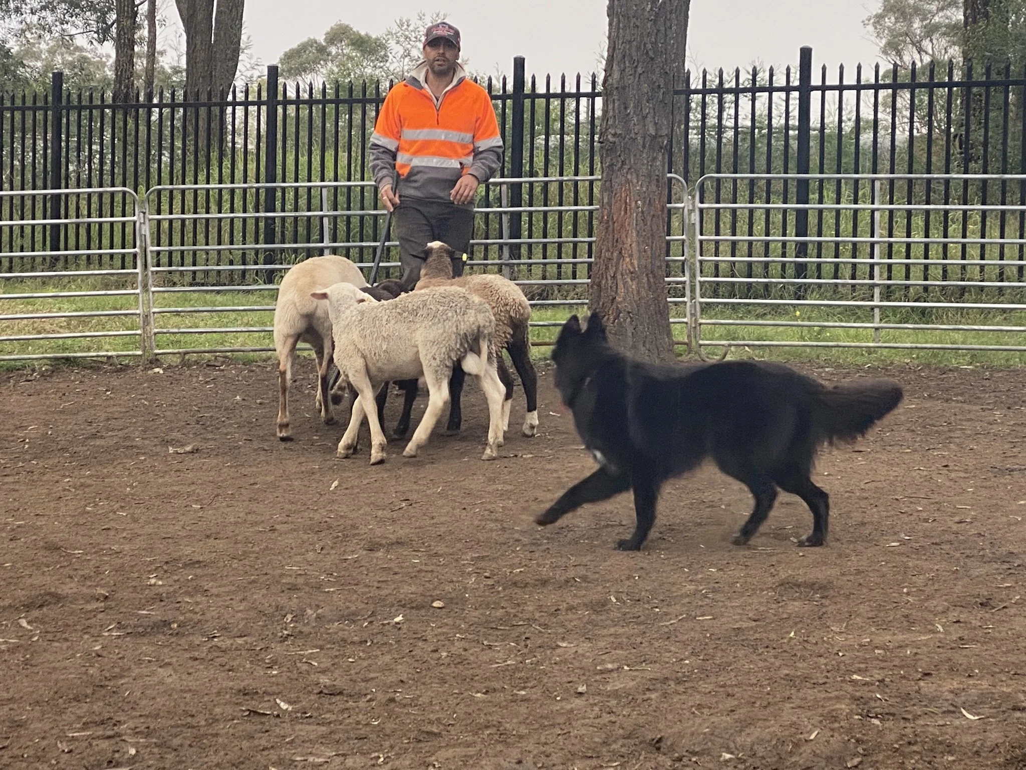 Tarlo is showing more balance with each session