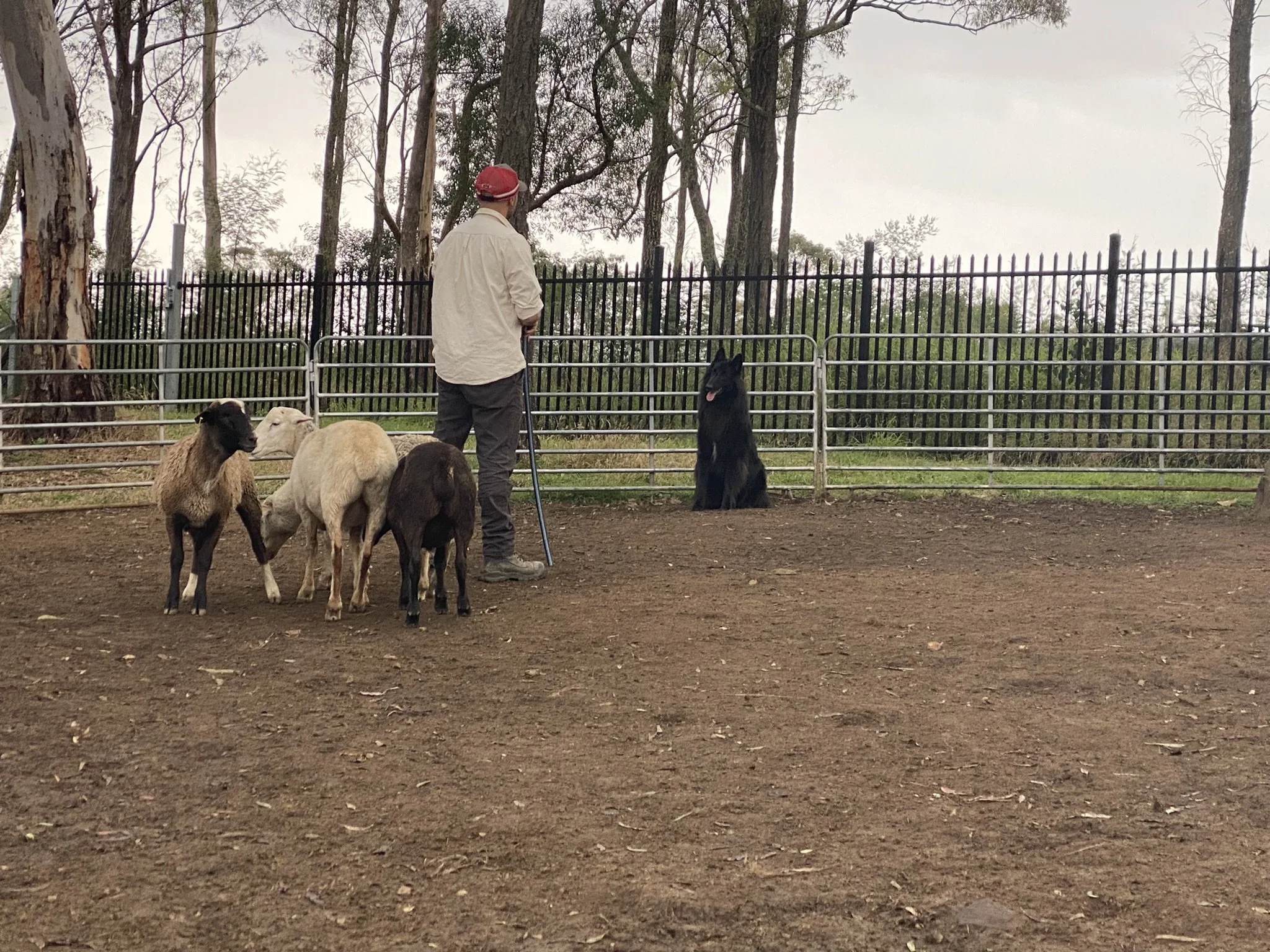 Aslan herding  - good control and strong stays are important