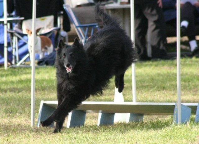 Bebo competing at Castle Hill