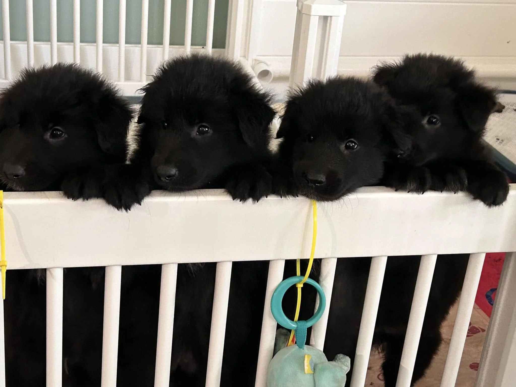 Belgian Shepherd Puppy Groenendael