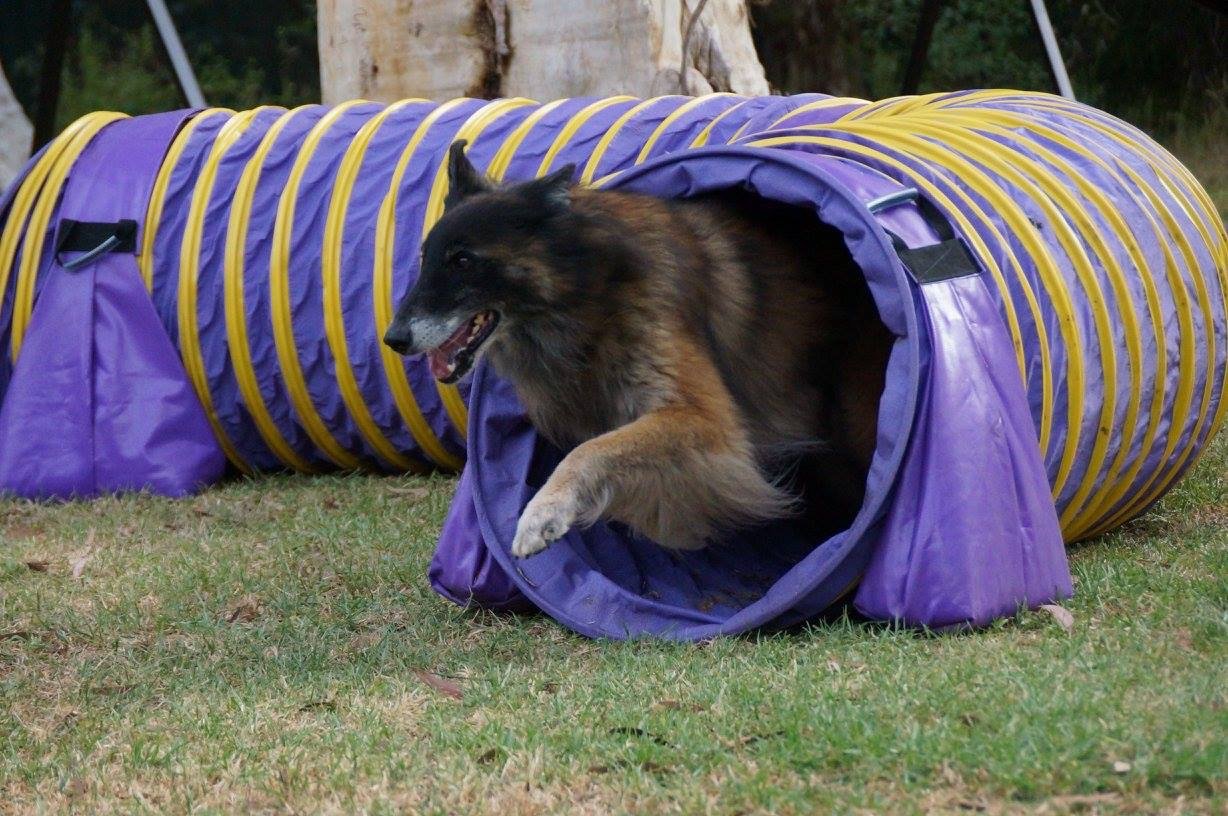 Slander at agility training