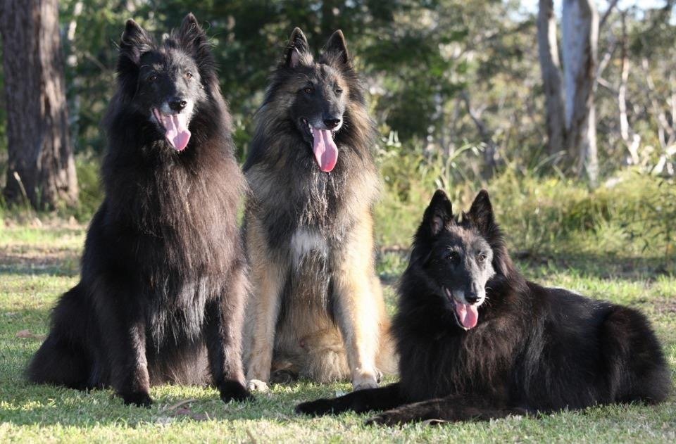 Left to right: Bebo, Slander and Rumour
