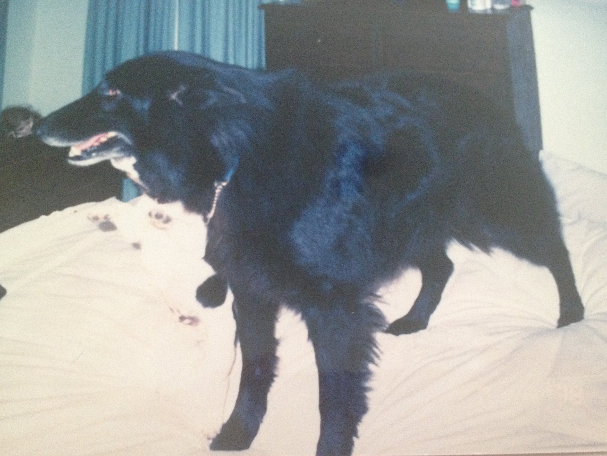 Tiffan in 1996 - a Belgian we got from Rae Bryce.