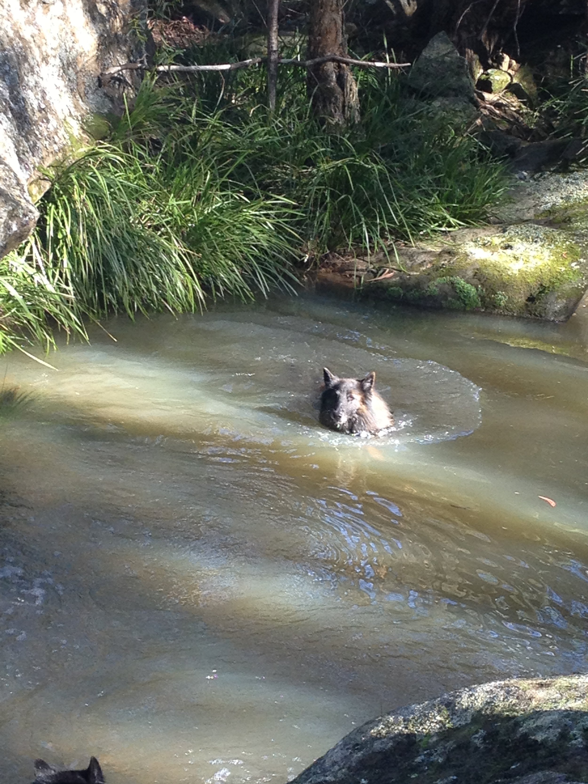 Slander swimming to cool down on a bushwalk.