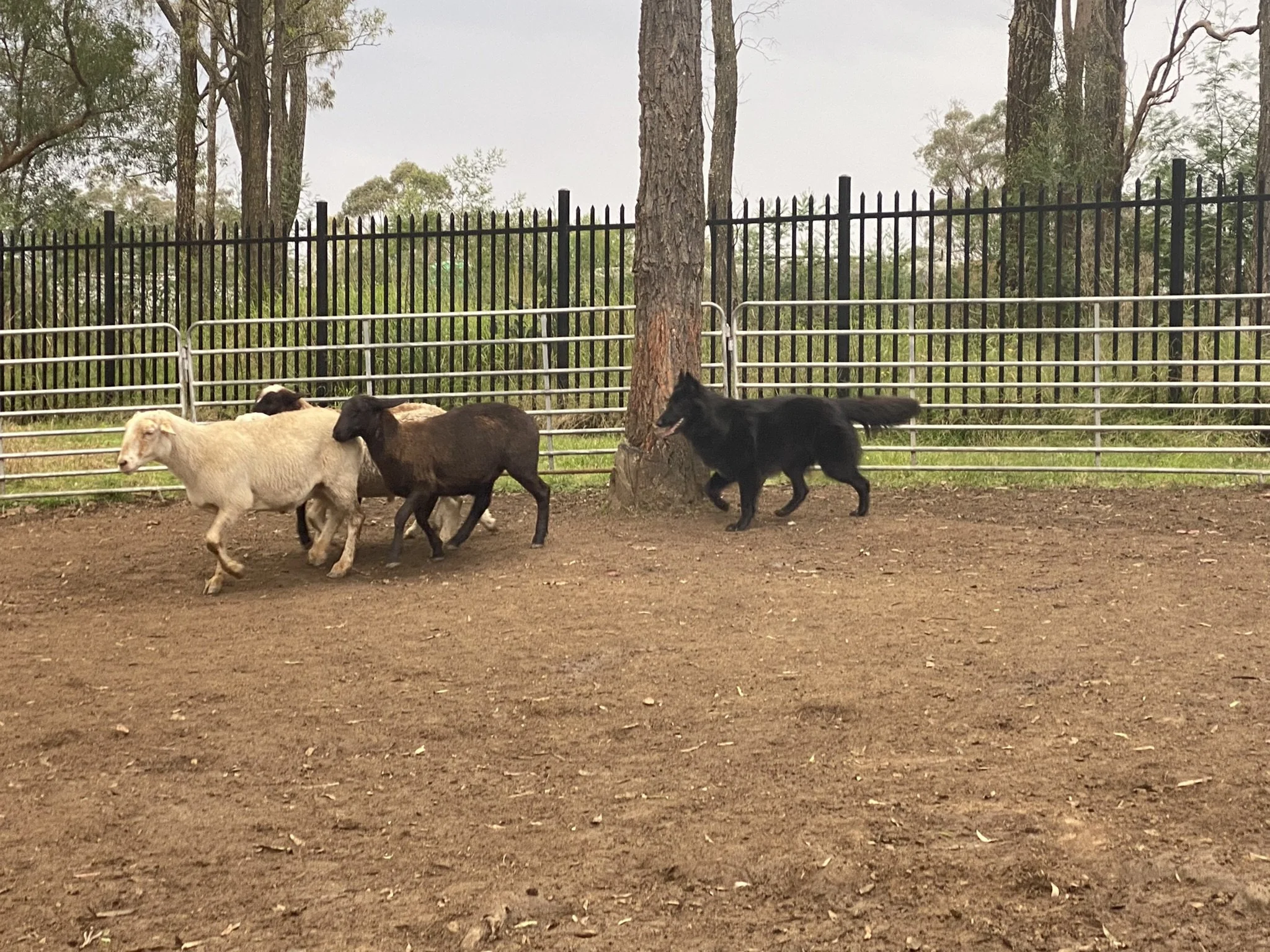 Tarlo gently pushing the sheep forward