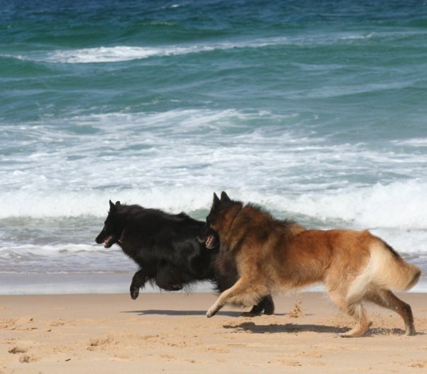 Fax and Amper at the beach. These boys both came from the same kennel in Hungary to Australia
